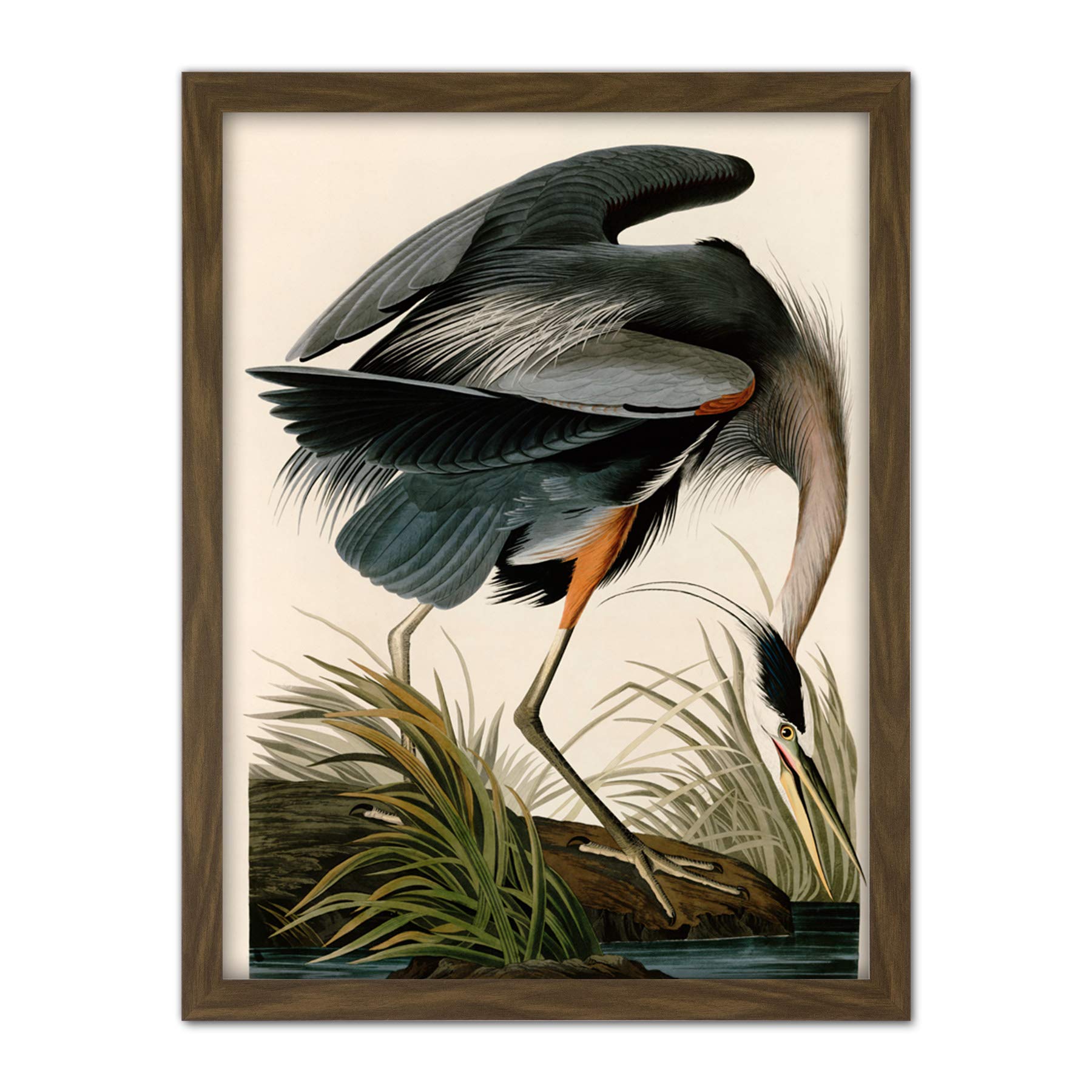 Artery8 Audubon Birds Great Blue Heron Painting Artwork Framed Wall Art Print 18X24 Inch