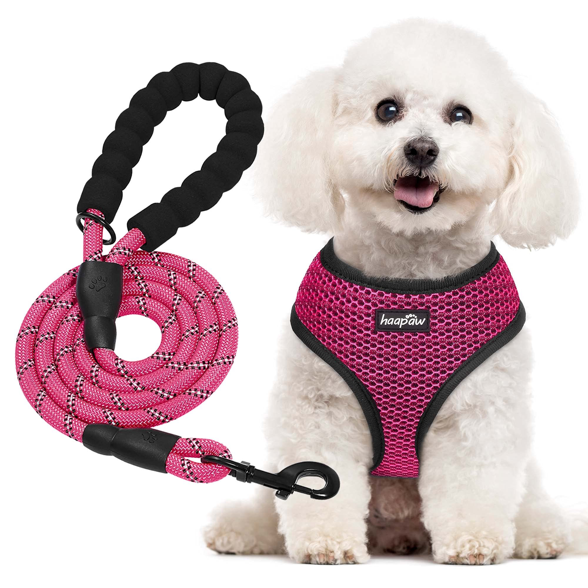 Why Do Dogs Need Harnesses