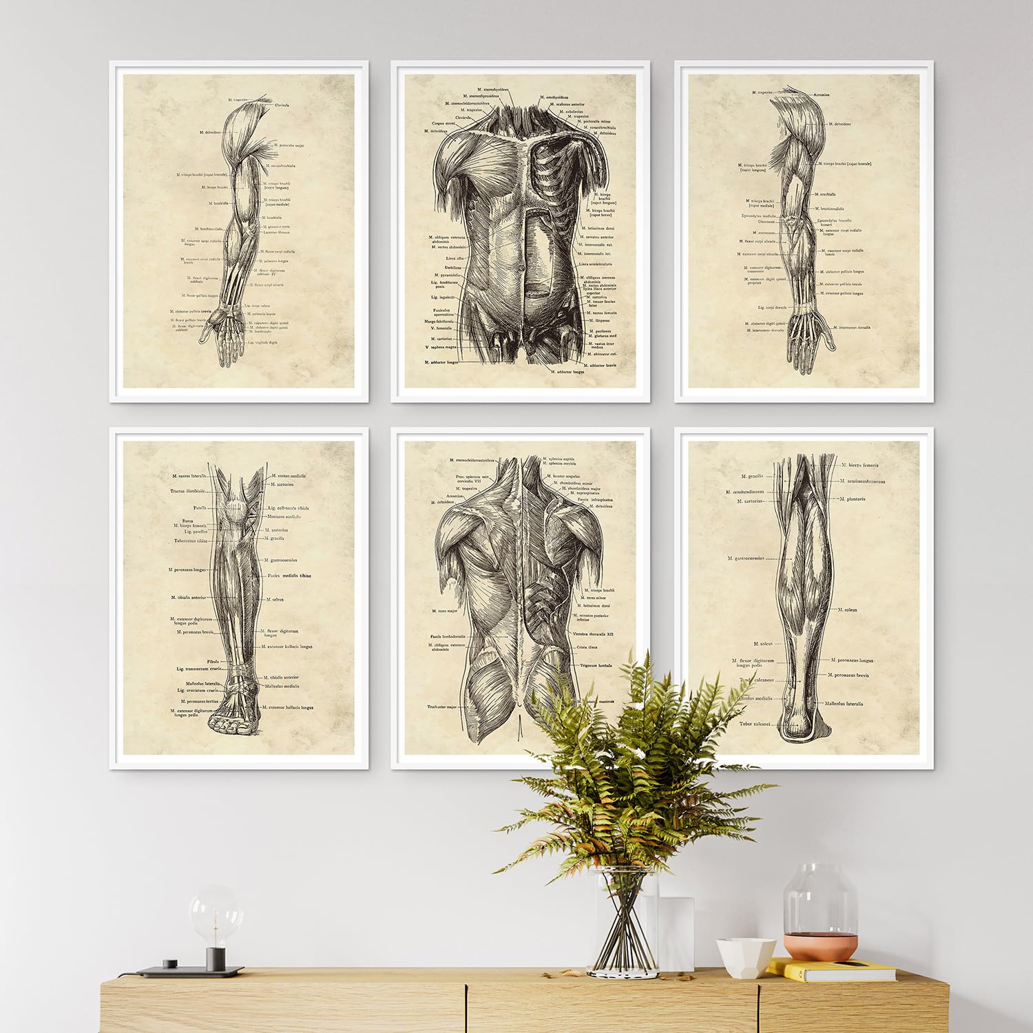 Vintage menselijk lichaam anatomie poster hart longen bloem medische