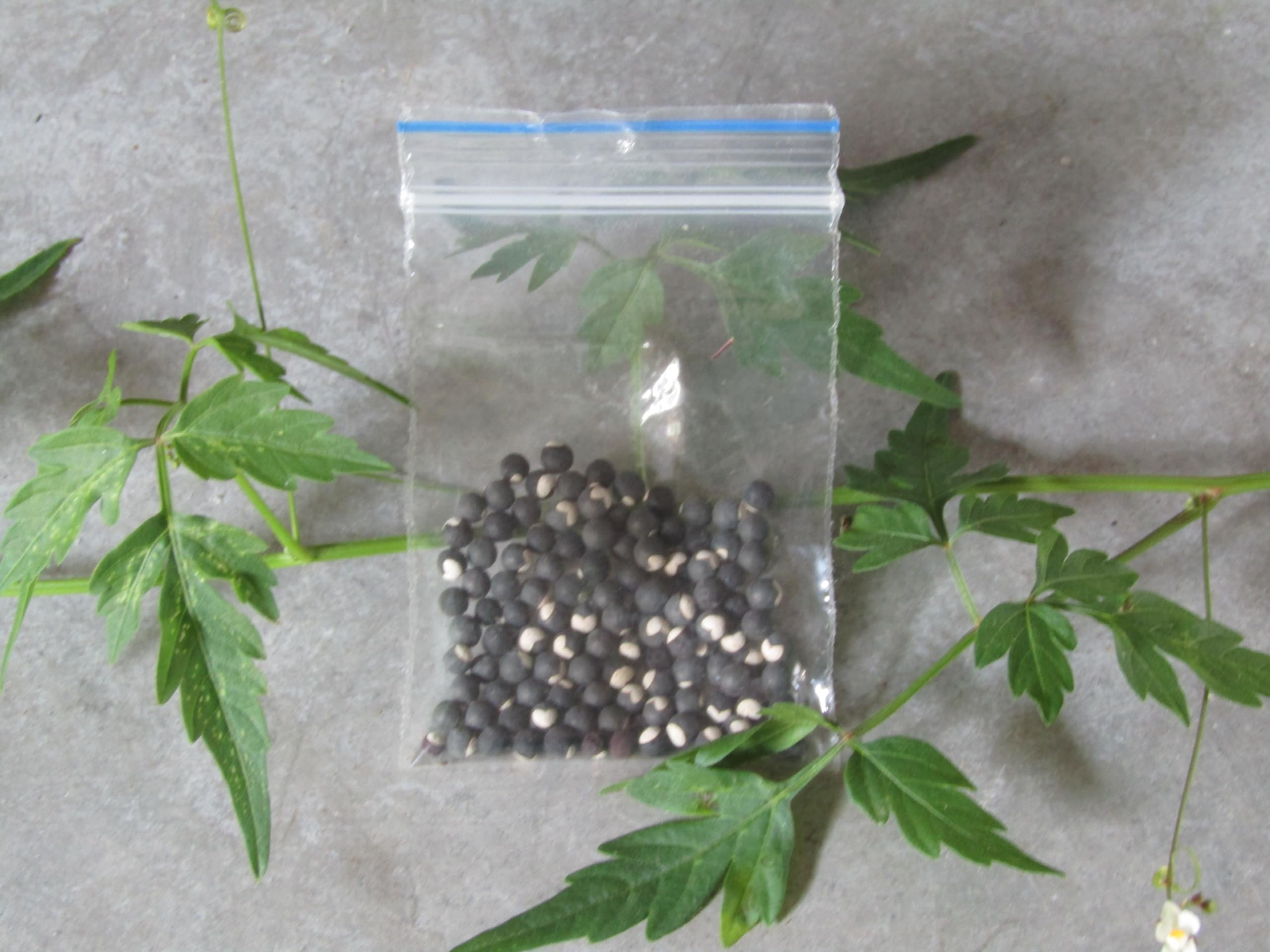 Mudakathan Seeds (B0CTXCFCV2) Amazon Price History, Amazon Price Tracker
