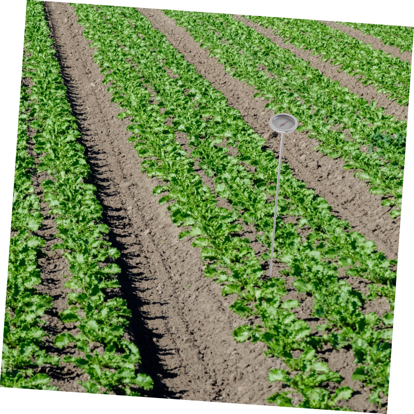 YARNOW 3pezzi Termometro Per Terreno Acciaio Inossidabile Misuratore Di Temperatura Per Compost e Giardinaggio Strumento Pratico e Preciso