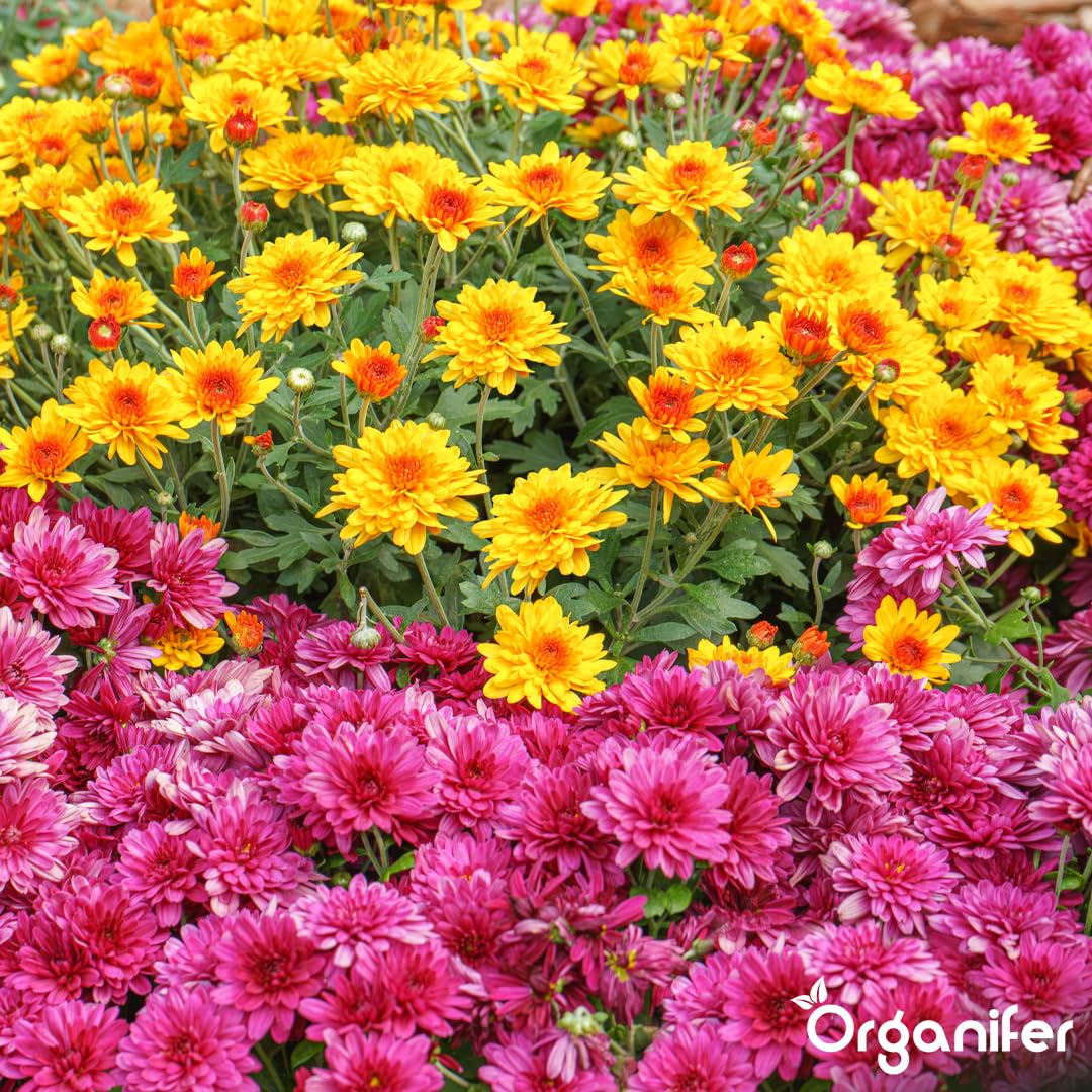 Flower Flüssigdünger - 3x1L - NPK 3-4-3 | Für Blühpflanzen - Fördert Wachstum Und Blütenfarbe - Organifer