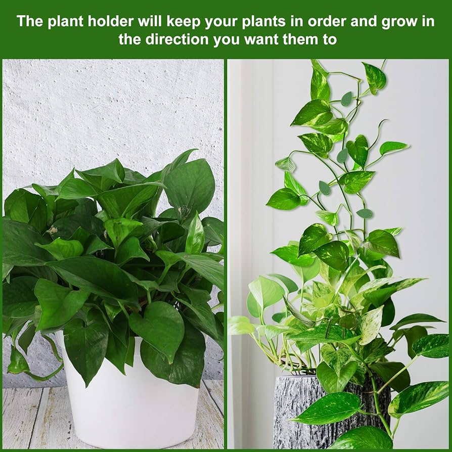 アクセサリー plants@painter Amazon.com : 60 Pieces Plant Climbing Wall Fixture Clips