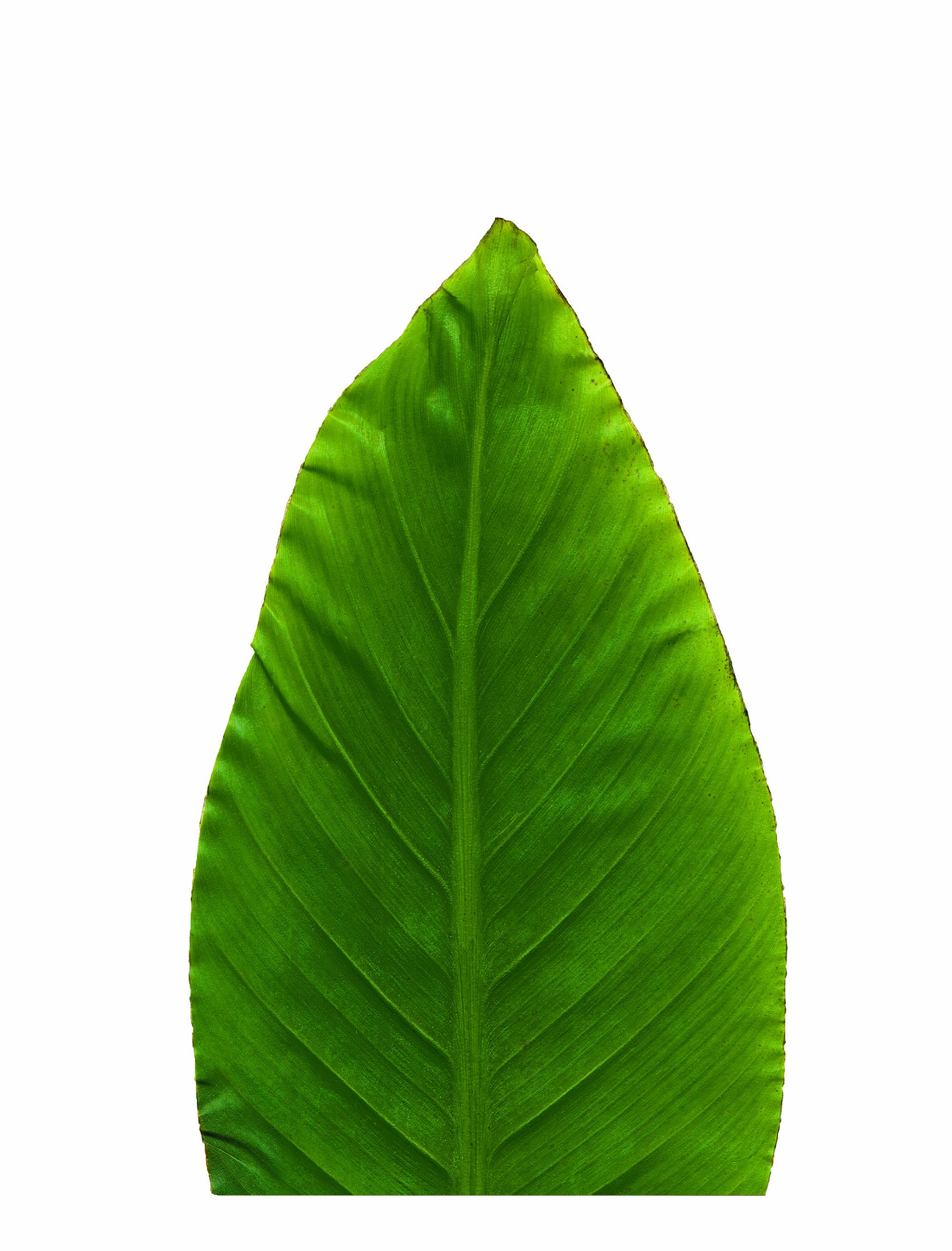 Large Banana Deco Parchment Leaves, Pack of 10