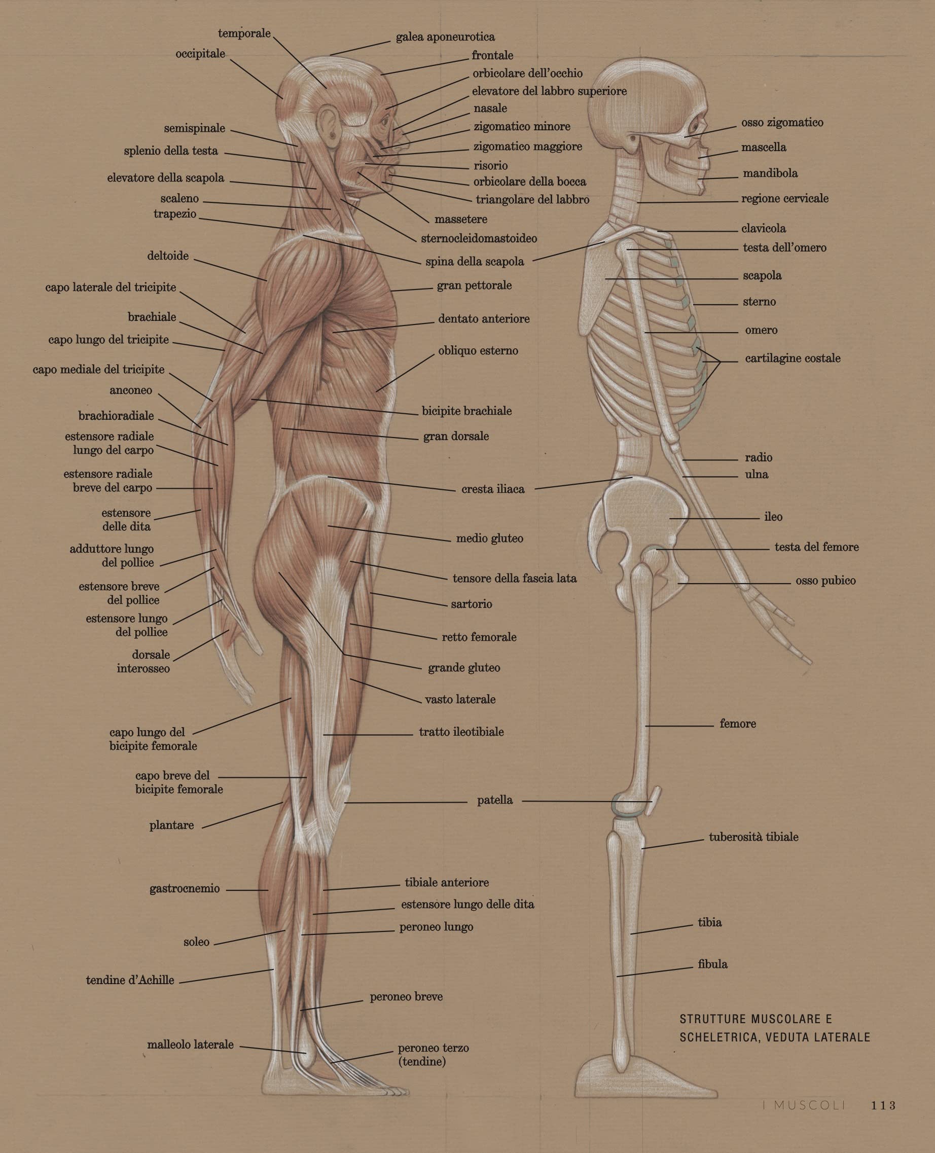 Fondamenti di anatomia artistica
