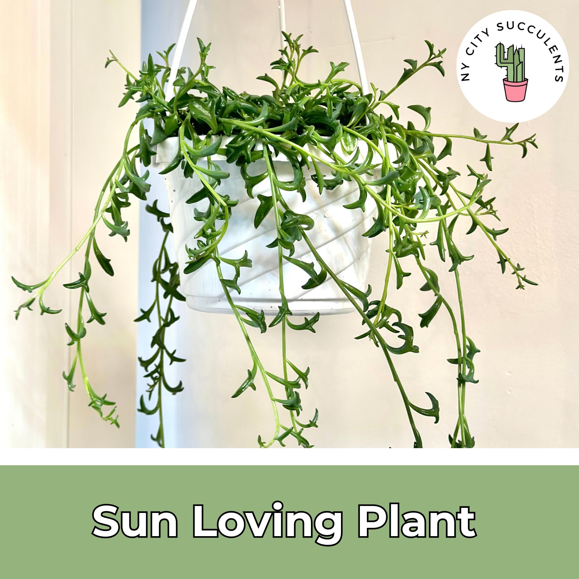 Amazon.com : String of Dolphins Plant  Live 6 Hanging Basket Dolphin  Succulent - Easy-Care Rare Air-Purifying Houseplant for Home, Office,  Wedding Decor or Birthday Gift (Heat Pack Included) : Patio, Lawn