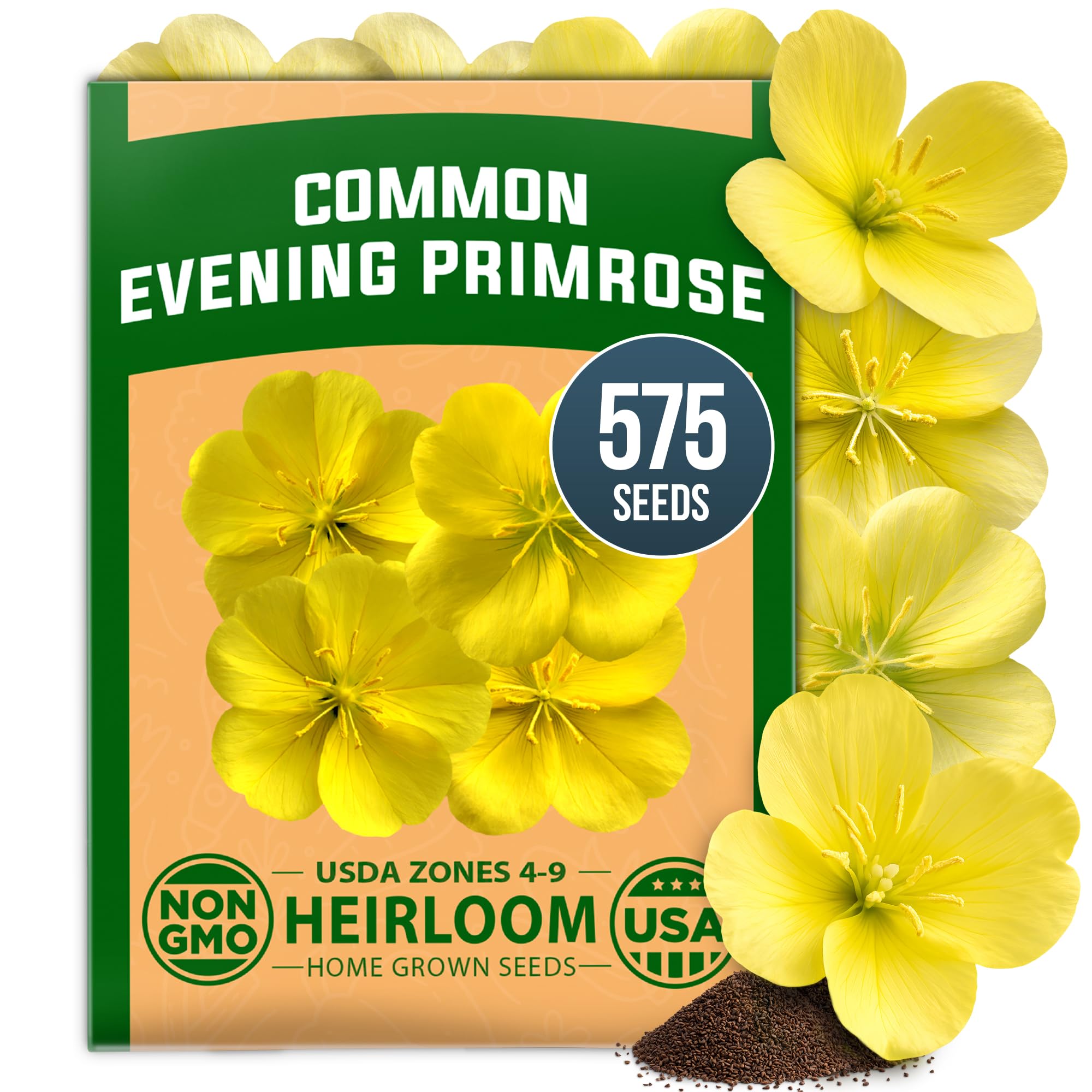 HOME GROWN Evening Primrose Seeds, 575 Seeds, Oenothera lamarckiana