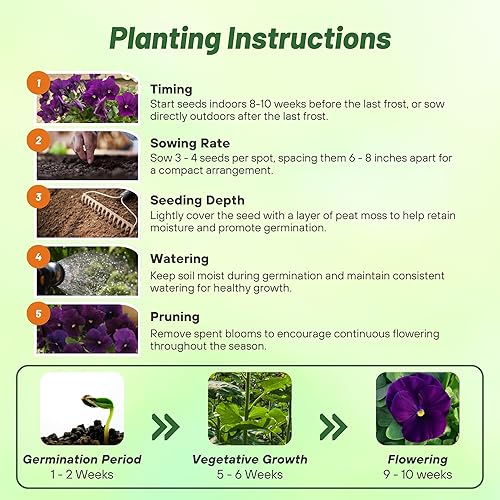 Miniatura 5 de Outsidepride Semillas de pensamiento viola púrpura transparente para plantar, 100 unidades. Flores bienales, resistentes al frío y aptas para