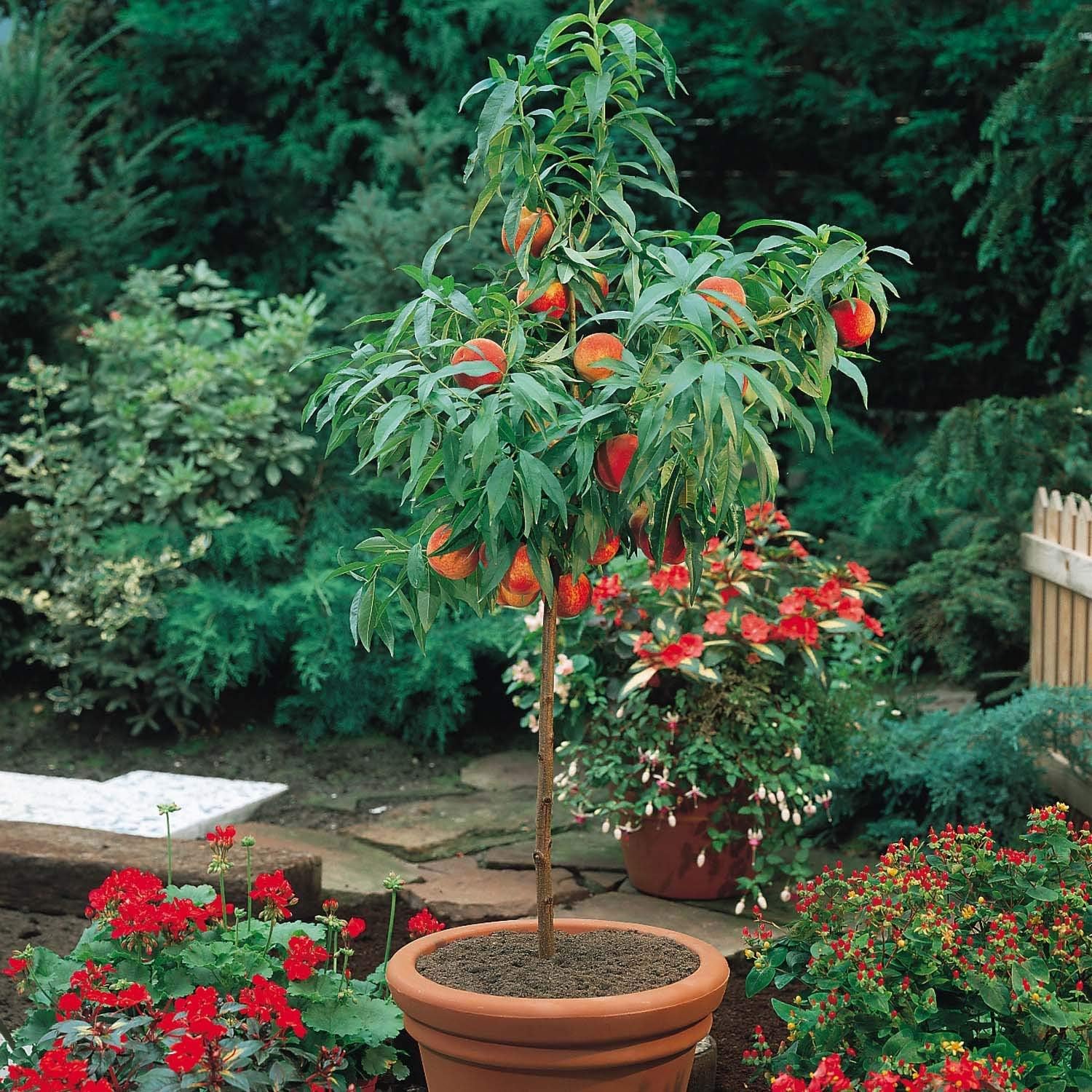 Rare Dwarf Peach Fruit Tree "10 Seeds"