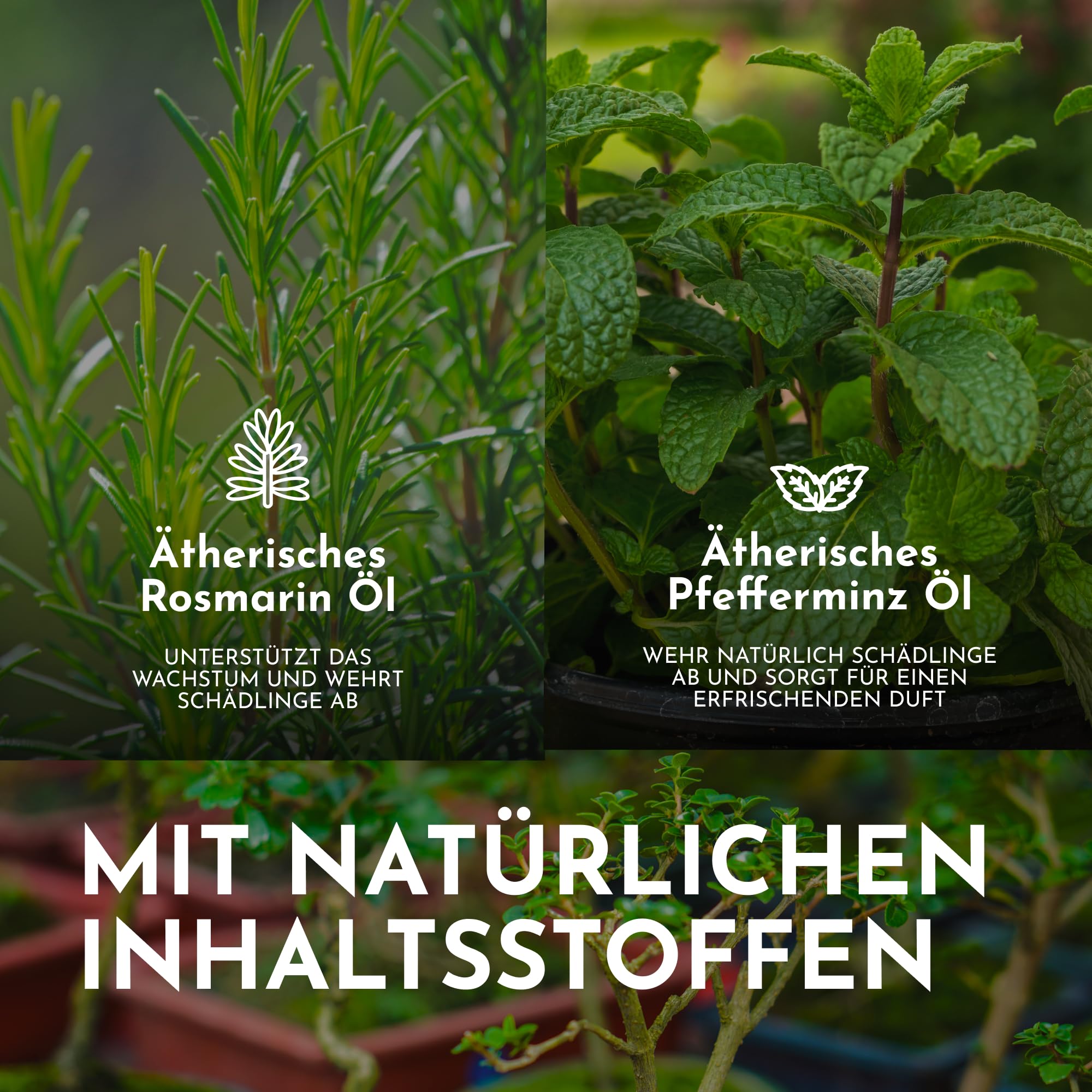 Bonsai Dünger Spray -250ml- Natürlicher Bonsaidünger für den Innen- und Außenbereich - Reich an ausgewogenen Mineralien - Pflanzendünger, Alternative zu Bonsai Erde