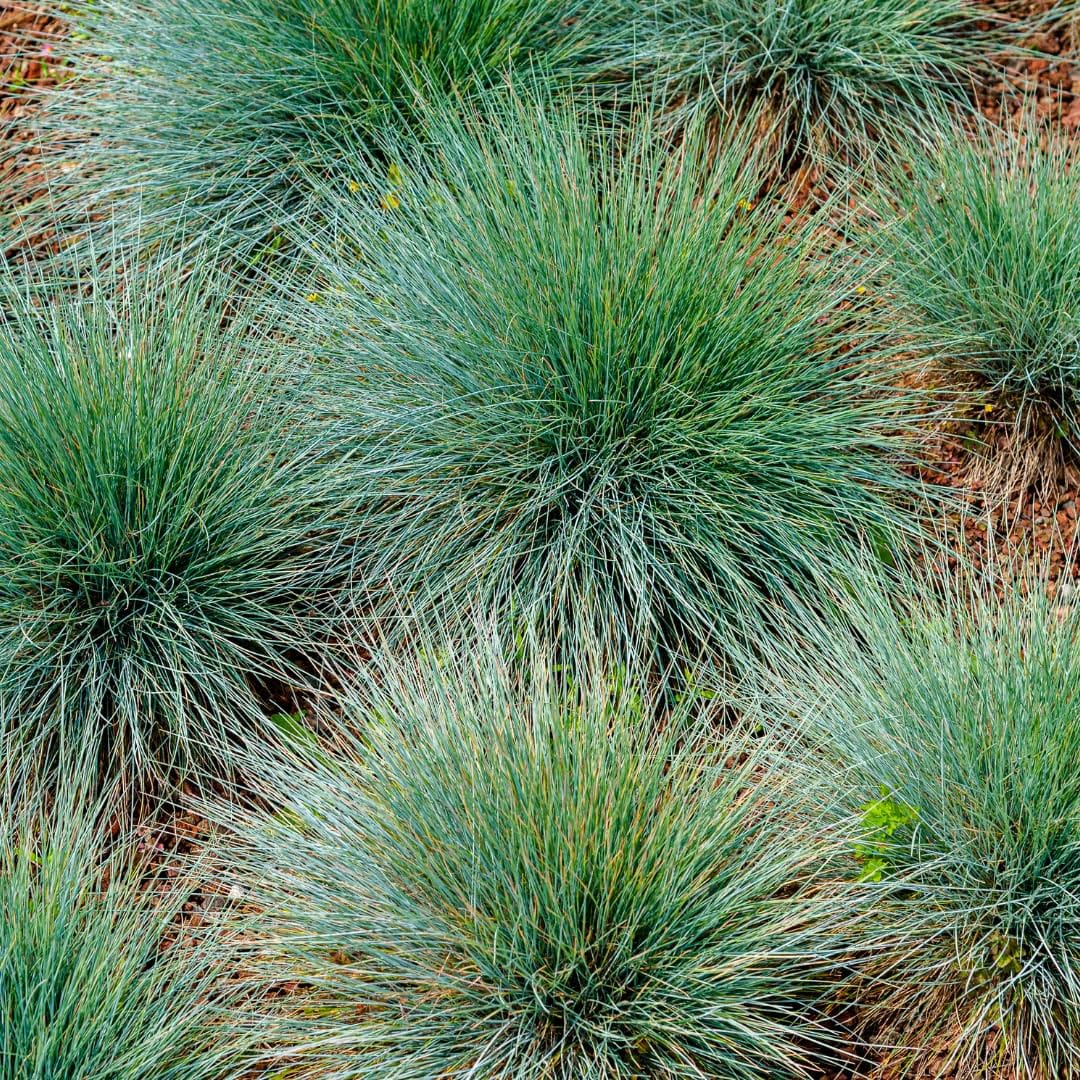 Festuca gautieri Kostrzewa ozdobna, 24 rośliny, Ø 9 cm, wysokość 10-25 cm, zimozielona trawa ozdobna – łatwa w pielęgnacji i przyjazna dla wysuszenia, do grządek i ogrodu skalnego