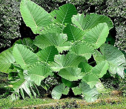 3 BOMBILLAS VIVAS Colocasia gigantea Tailandia Oreja de elefante gigante tailandés gigante enorme hoja disponible en Yaxa Peru