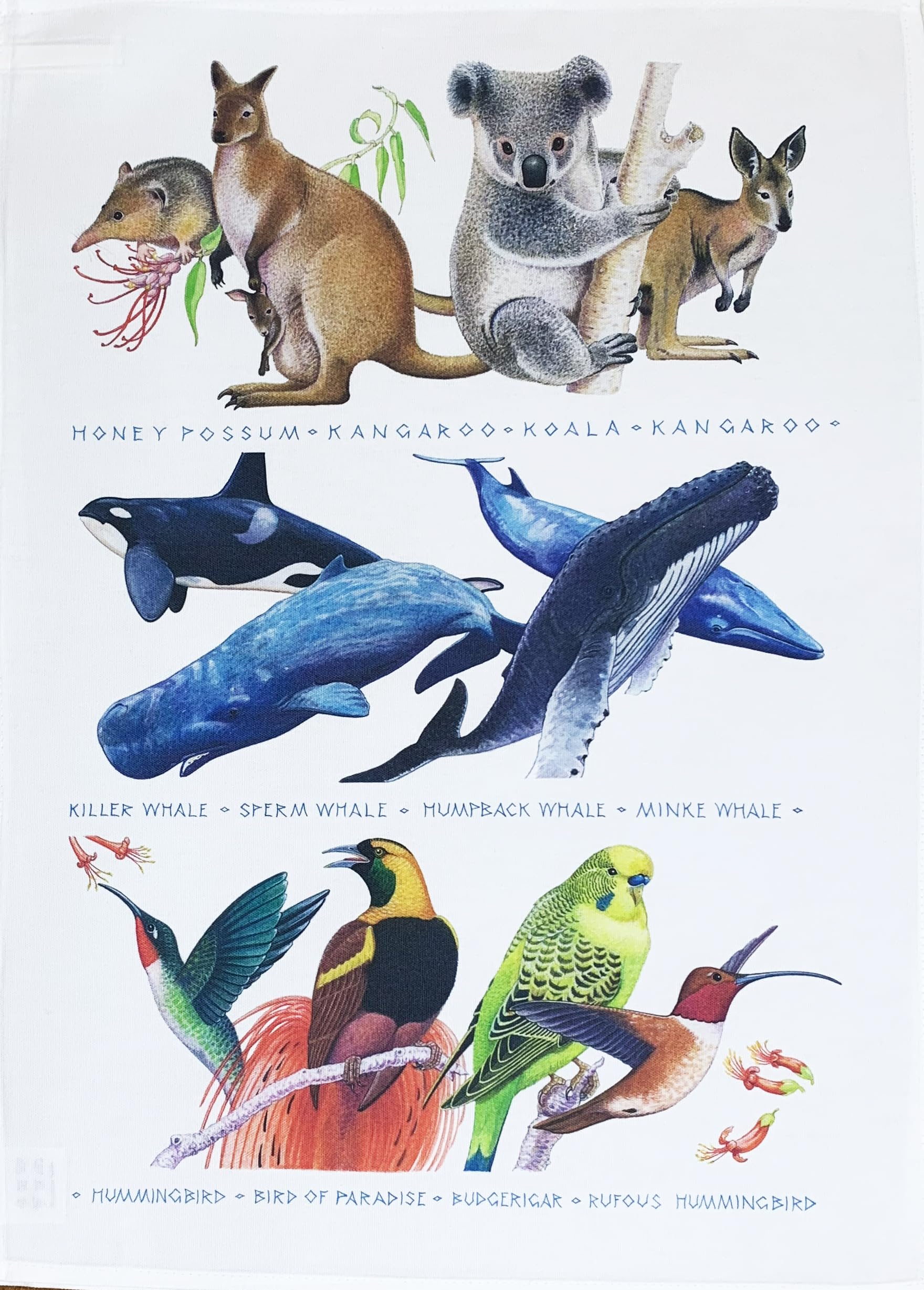 Half A Donkey White Native Animals Of Australia And The Tropics Large Cotton Tea Towel
