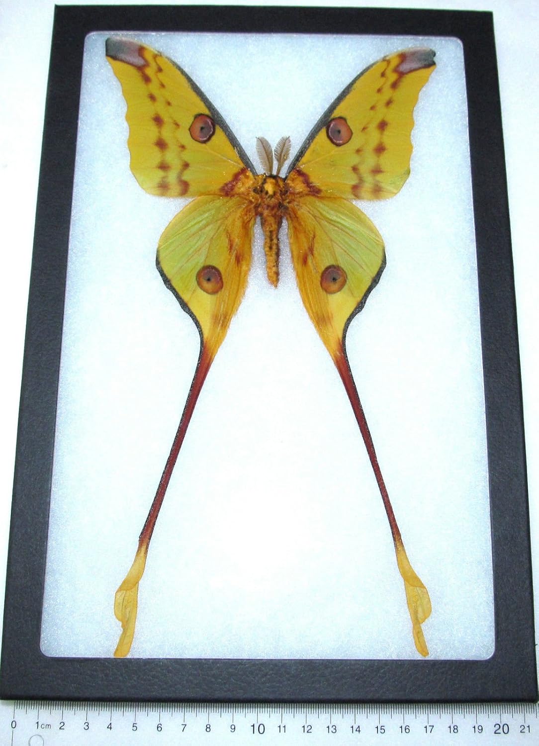 Bicbugs Llc Veritable Encadree Comet Luna Moth Argema Mittrei Male Indonesie Amazon Fr Cuisine Et Maison Bicbugs Llc Veritable Encadree Comet Luna Moth Argema Mittrei Male Indonesie Amazon Fr Cuisine Et Maison