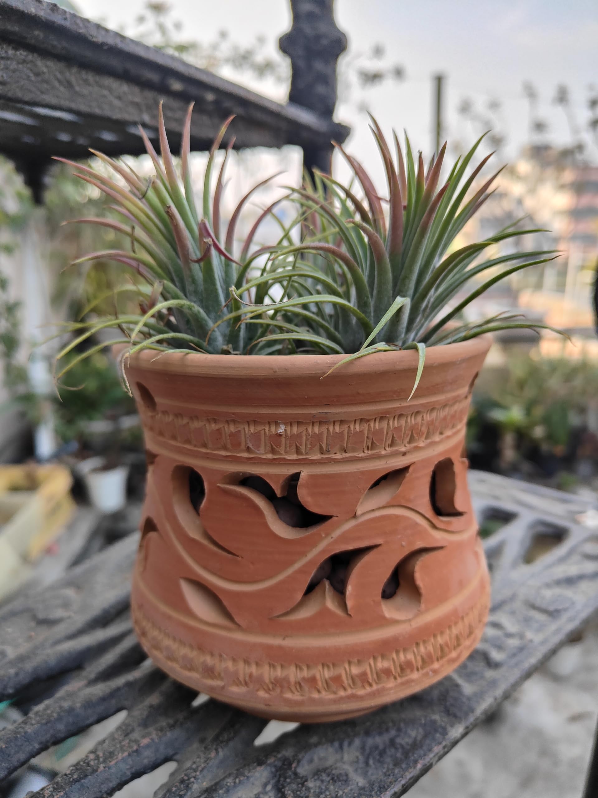 Indoor Decorative Live Plants With Planter. Tillandsia Ionantha Air Plants (Pink and Red) (Set of 3 Air Plants and 1 Terracotta Pot - Full Grown Plants, without flower)