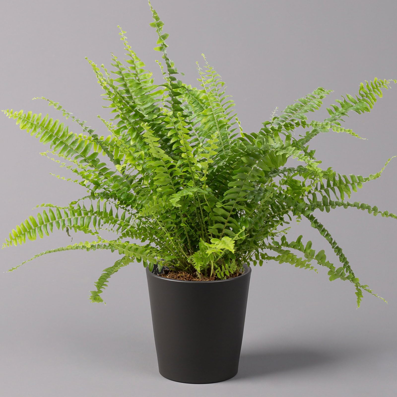 Schwertfarn 'Green Lady' in Keramiktopf Dallas anthrazit, Topf-Ø12cm, 2er-Set