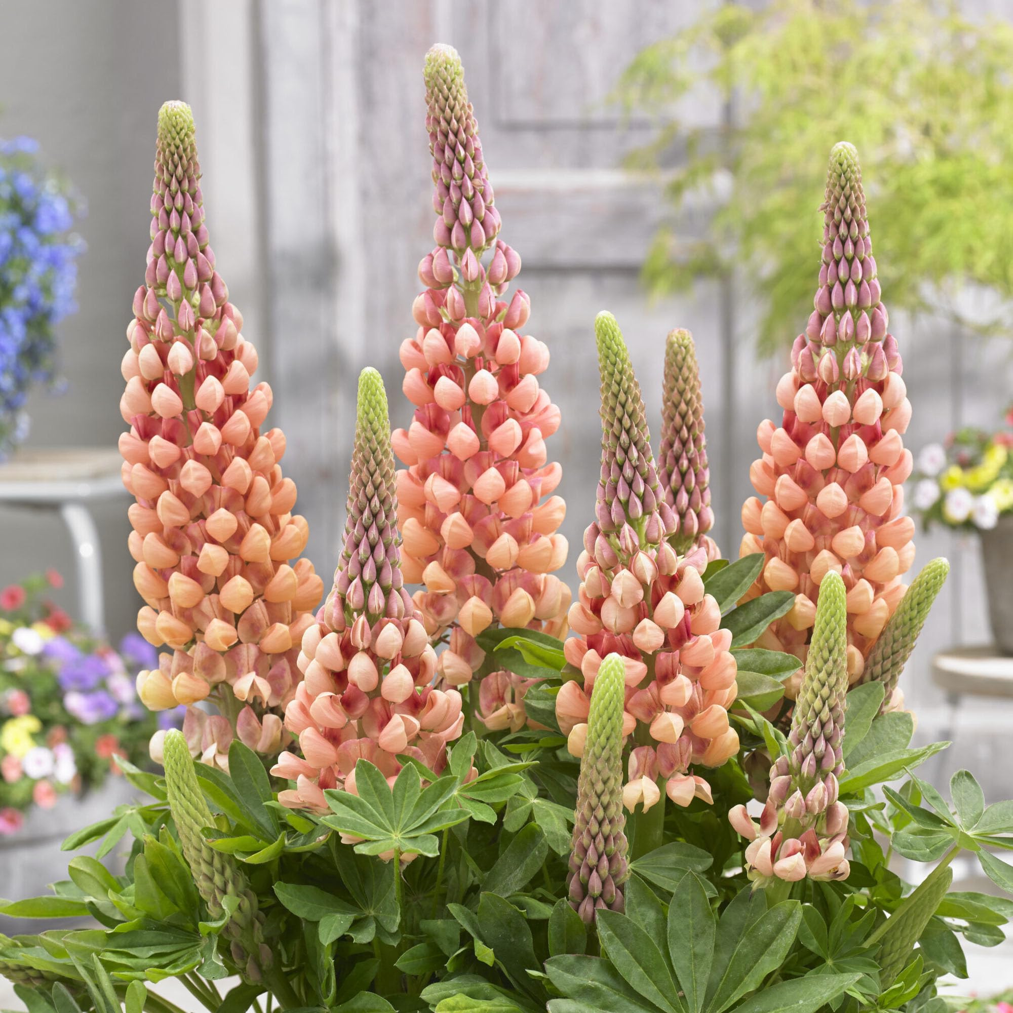 Lupin Salmon Star Plant - Real Outdoor Plants - Hardy Cottage Garden Perennial - Live Flowering in Pot - Tall Spikes for Summer Colour - Ready to Plant Garden Flowers UK (9cm Pot, 10-20cm)