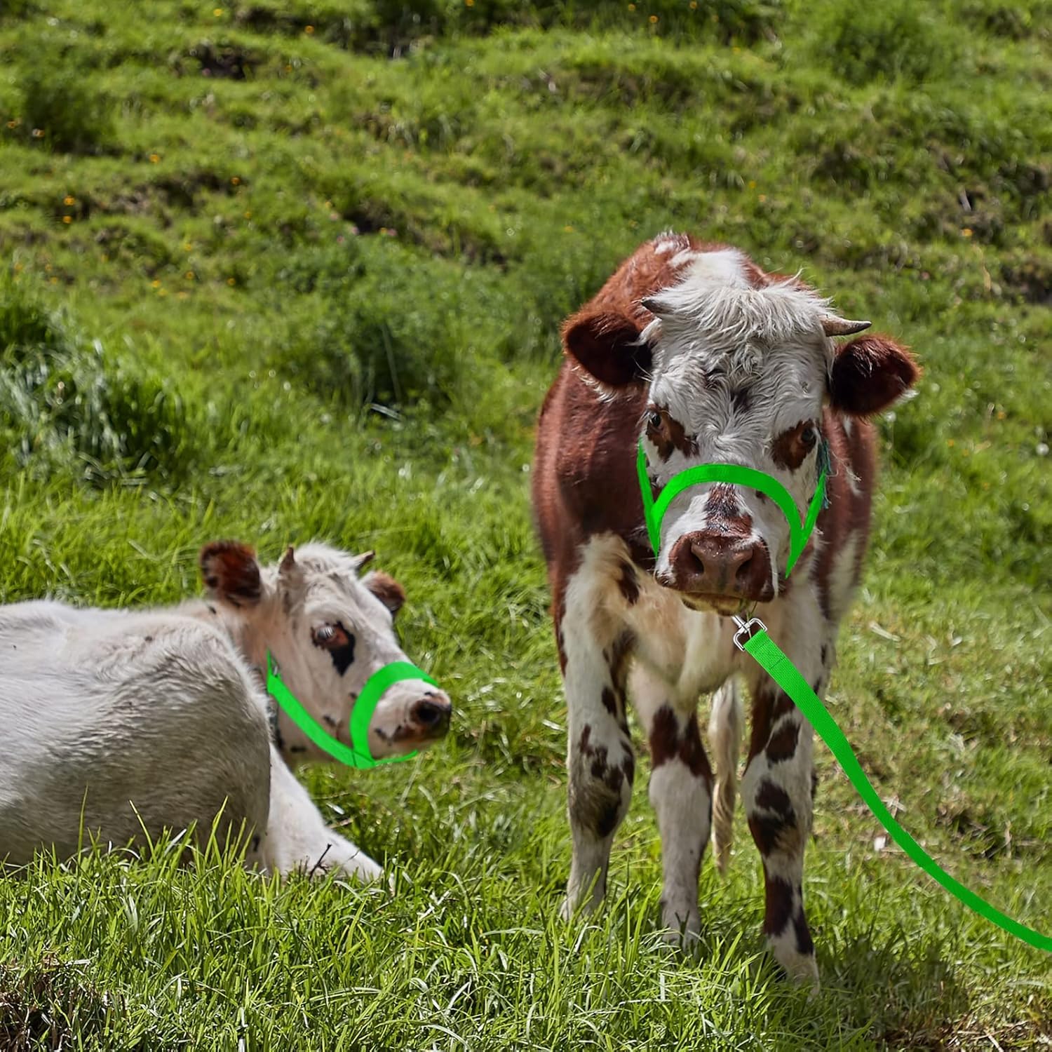 Cavezze per Bovini Cavezze per Vitelli Regolabili con Corda Principale per Cavezza per Cavezze per Cavalli in Miniatura Asino Capra Puledro in Nylon Cavezze per Bestiame Formazione, Green, M