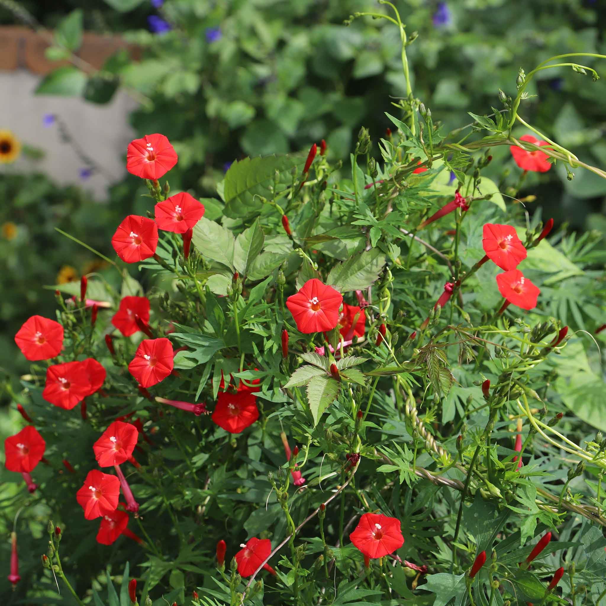 Eden Brothers Cardinal Climber Seeds