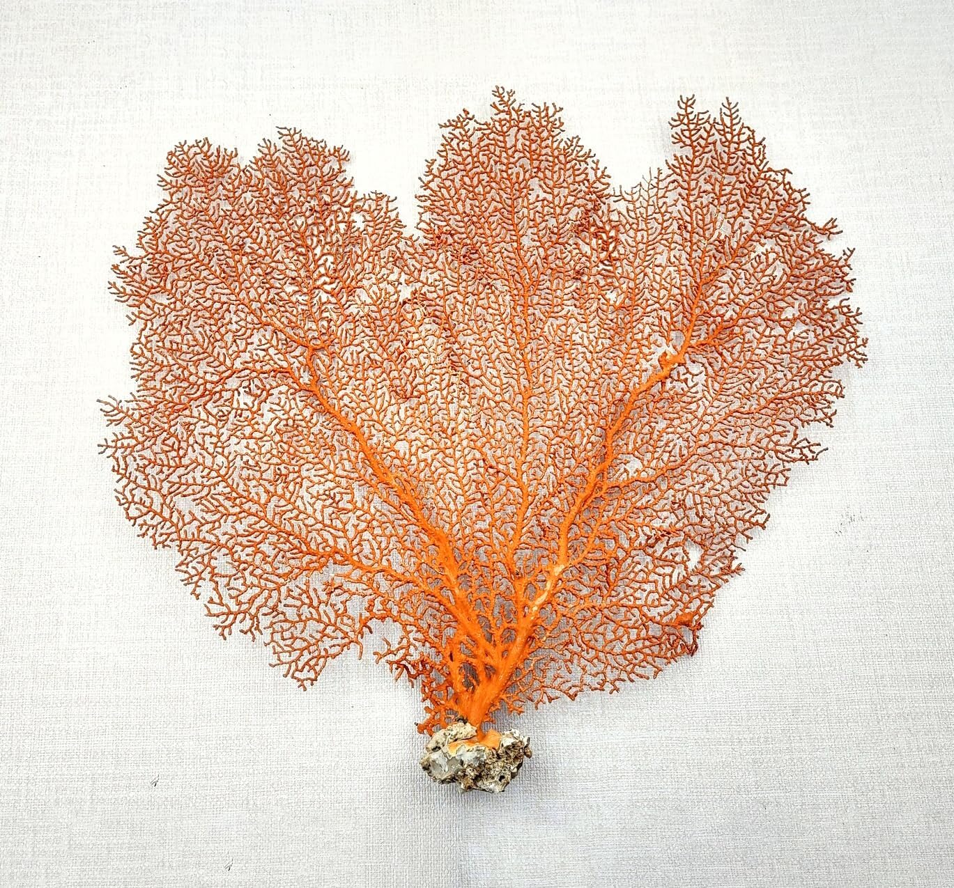 1 Pcs Red Orange Sea Fan Coral 12–13” – Natural Dried Sea Fan for Ccoastal-Themed Decor, Aquarium Displays, Resin Art, Shadow Boxes, and Nautical Collections