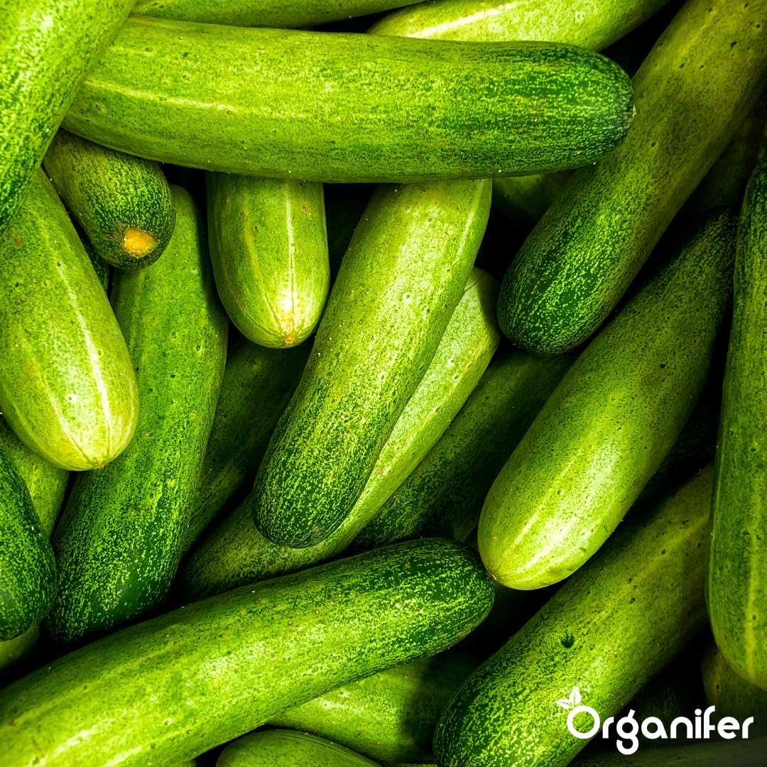 Engrais liquide organique 1L pour concombre – croissance saine et récolte abondante – Organifer
