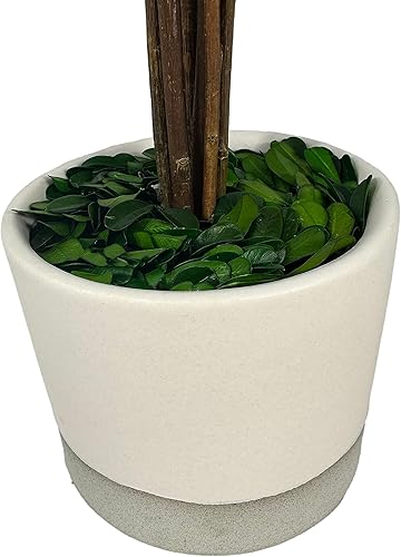 Miniatura 4 de Galt International Árbol topiario de bola de boj real preservado naturalmente en maceta de cemento moteado gris y blanco, centro de mesa y centro de