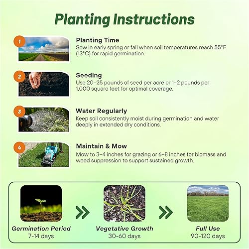Miniatura 4 de Outsidepride Semillas anuales de heno, forraje y pastos de 25 lb