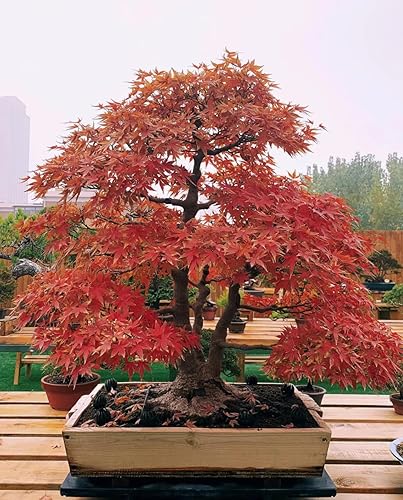 Semillas de arce rojo japonés, semillas de bonsái, paquete de 30 semillas de árbol bonsái
