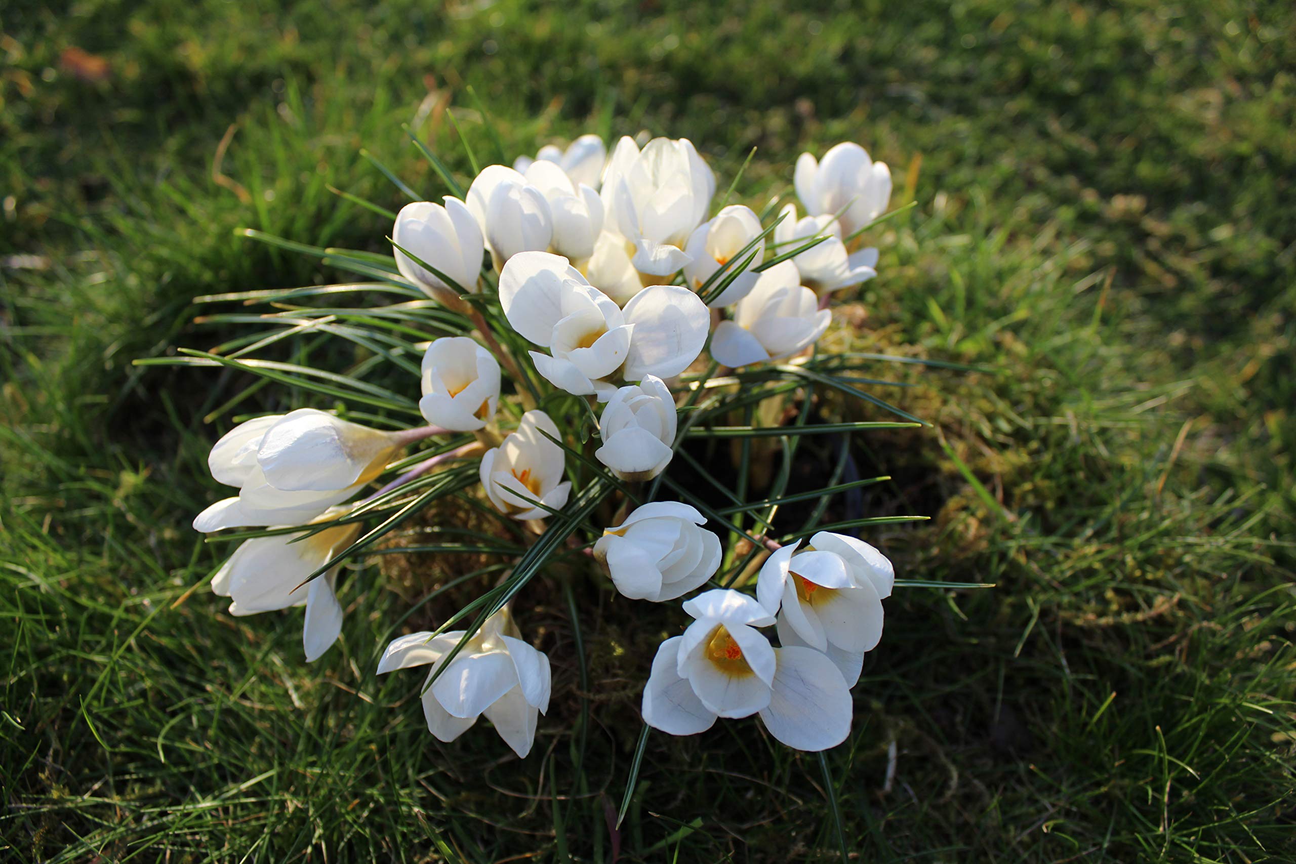 Blumenzwiebeln Krokuszwiebeln Crocus Botanische biflorus Miss Vain - Persischer Krokus (250 Zwiebeln)