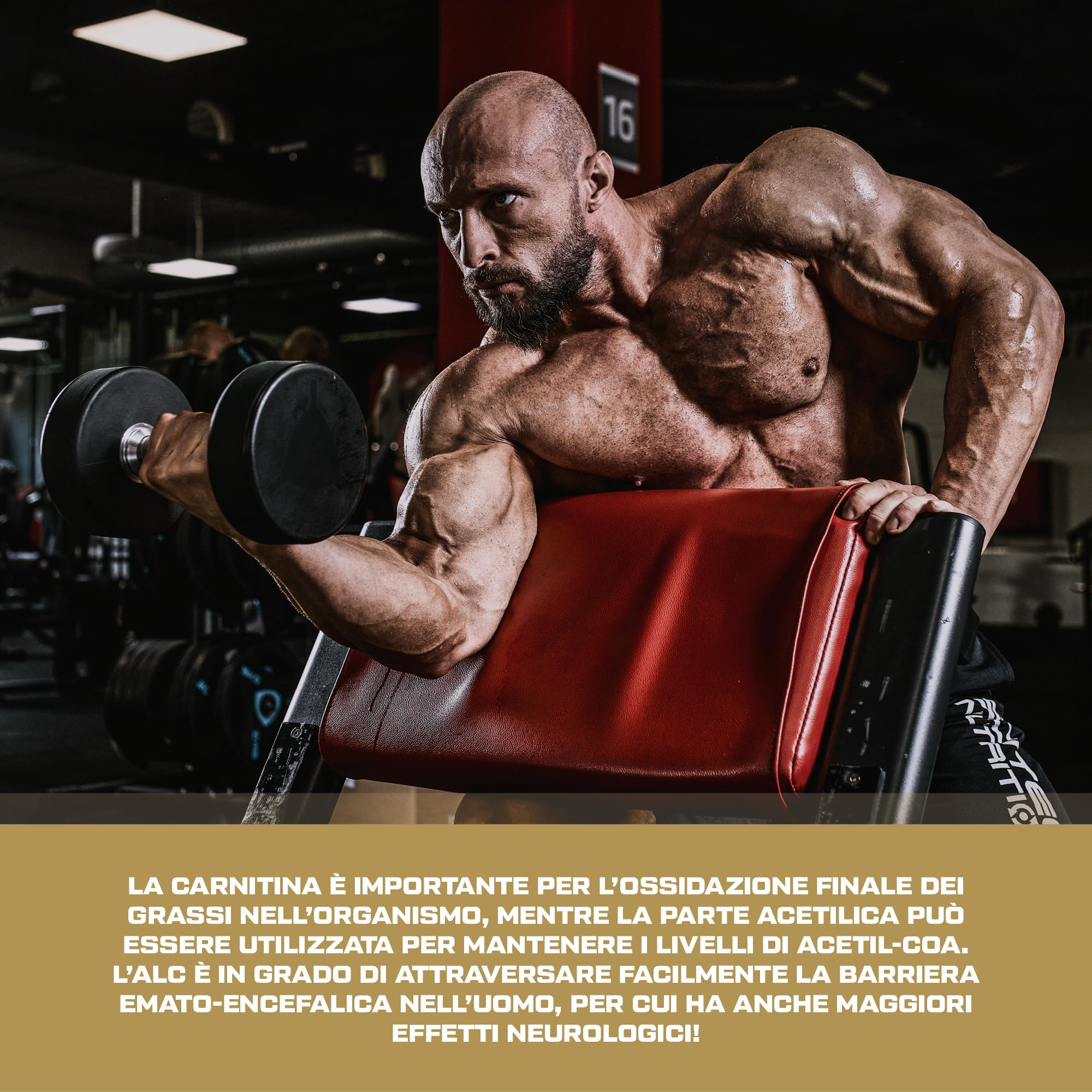 Scitec Nutrition Hyper Carnitine - 1000 mg di Acetil L-Carnitina per un'integrazione attiva di L-Carnitina, 120 Capsule