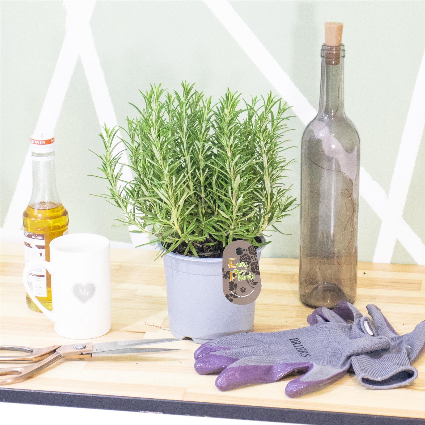 Easy Plants Blue,Pink,Purple,White 1 Evergreen Herb Rosemary Rosmarinus Officinalis In Pot Indoor Outdoor Tree Plant