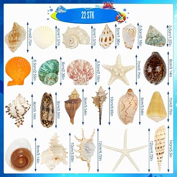 12 PCS Large Seashells Mixed Beach Sea Shells and Ocean StarfishNatural Colorful Sea Shells Starfish Up to 16CM Large Seashells Perfect for Beach Theme Party Home Decor DIY Crafts Fish Tank Decor
