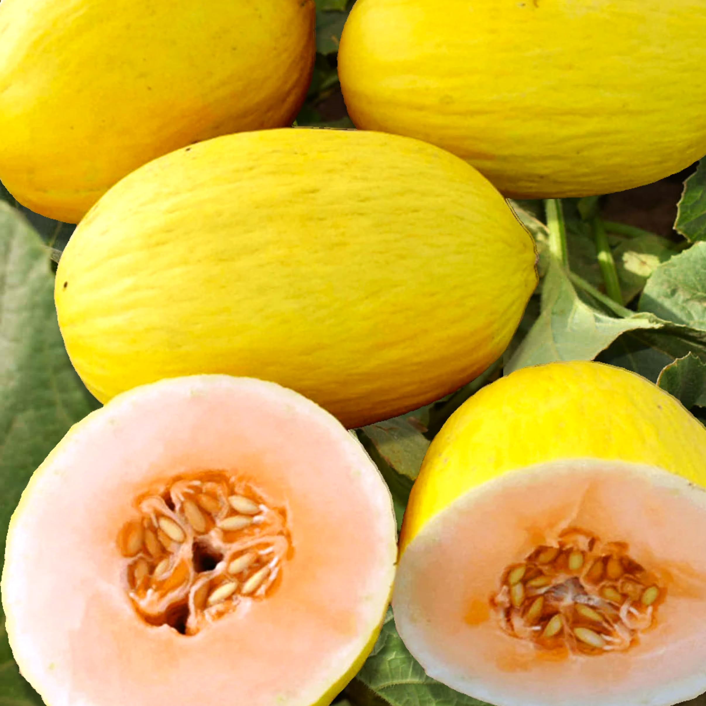 Amazon.com : TomorrowSeeds - Crenshaw Melon Seeds - 300+ Count