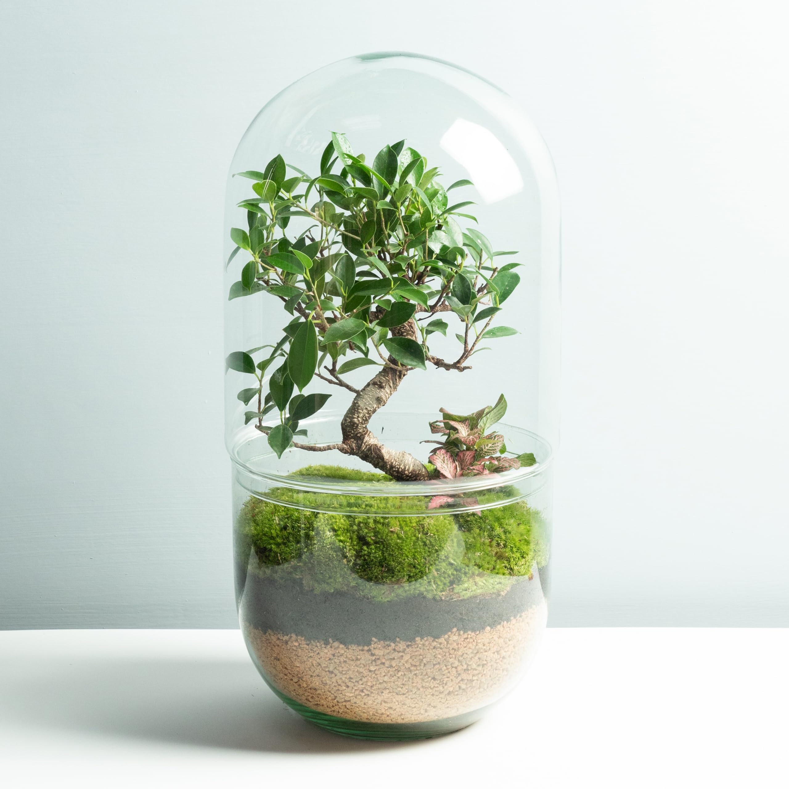 Terrario Plantas de Cristal | Recipiente con Ficus Ginseng y Fitonia | Jardín Eterno | Omotesando | Plantas Naturales | Ecosistema Natural | Jardín en un Bol | Regar una Vez al año | Midori