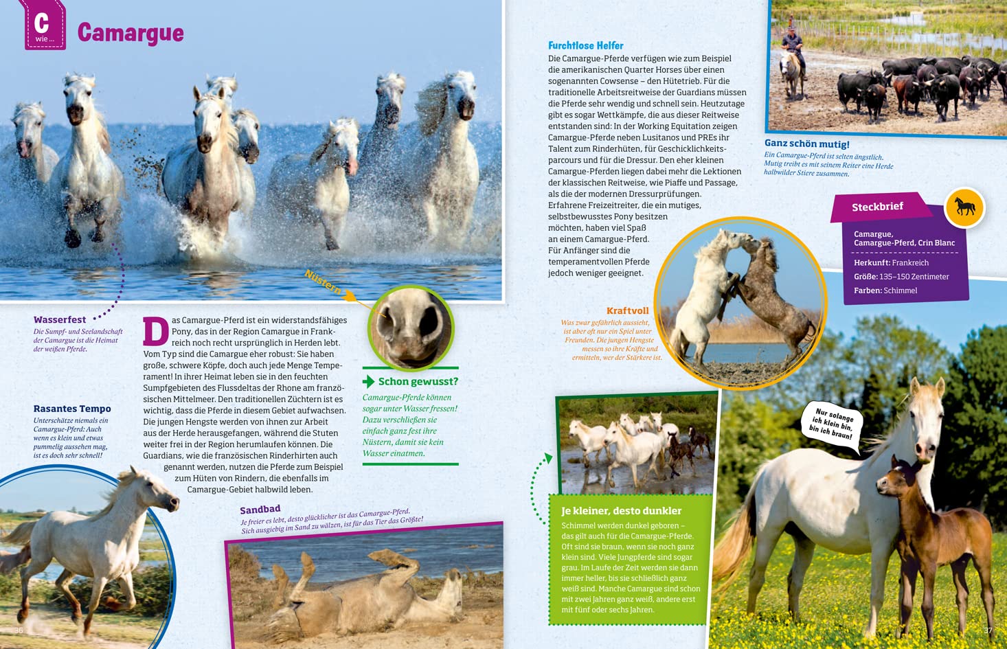 Was ist was: Pferde und Ponys: mehr als 100 Pferderassen und ihre Besonderheiten, über 650 Fotos!