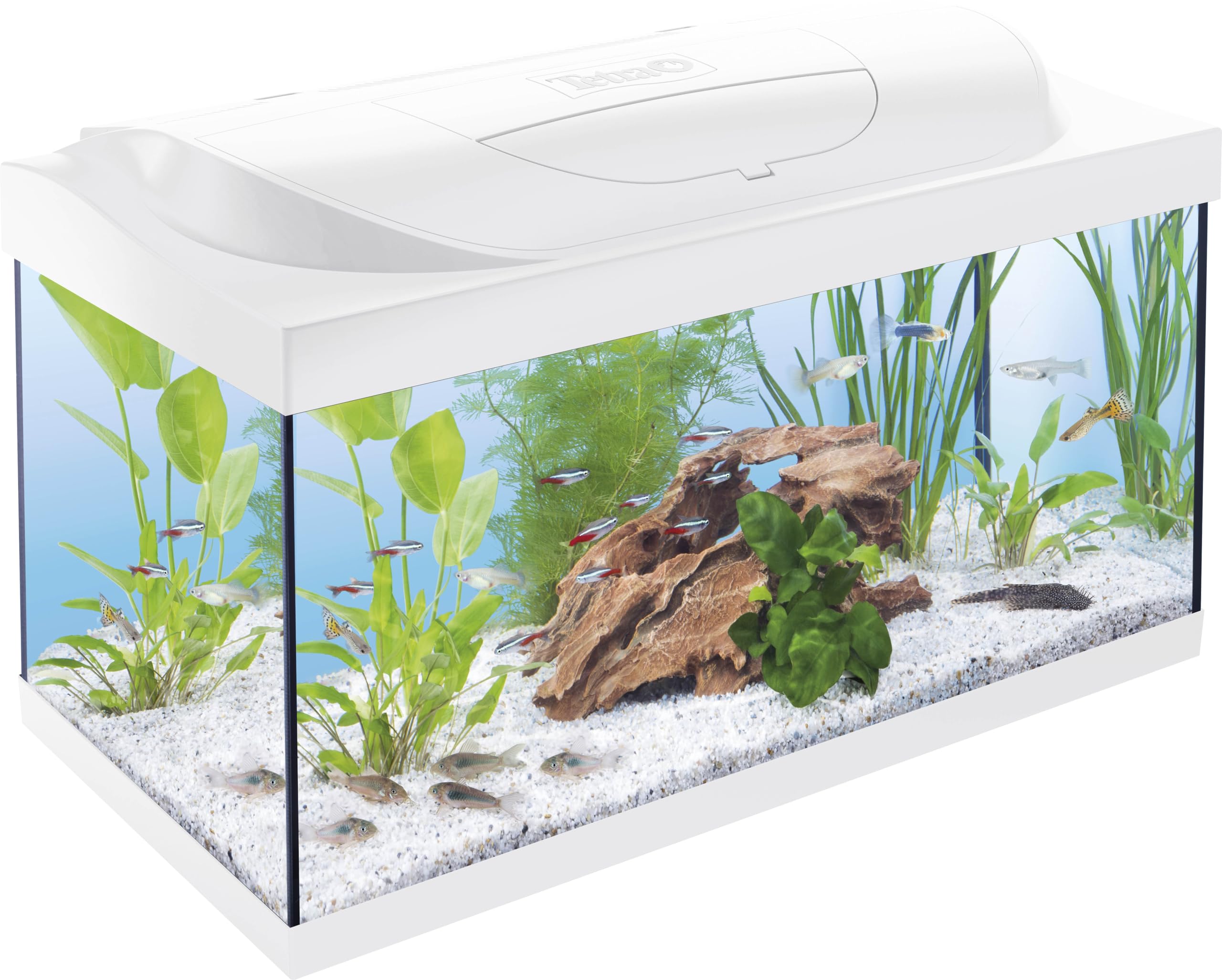 Tetra Acquario Starter Line 54 L, bianco, set completo - include illuminazione a LED diurna e notturna, filtro interno, riscaldatore, cibo per pesci e condizionatore