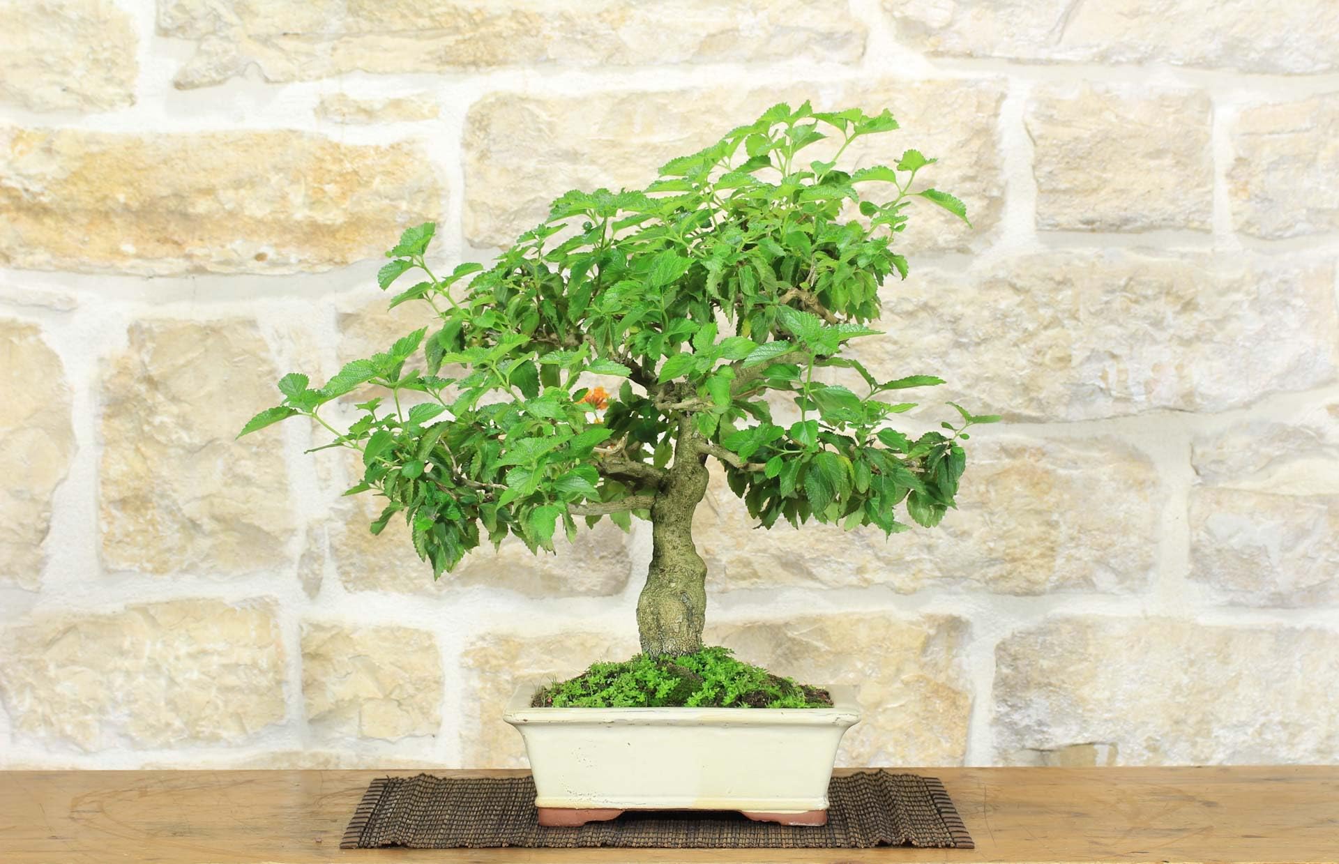 Bonsai di Lantana Camara (38)