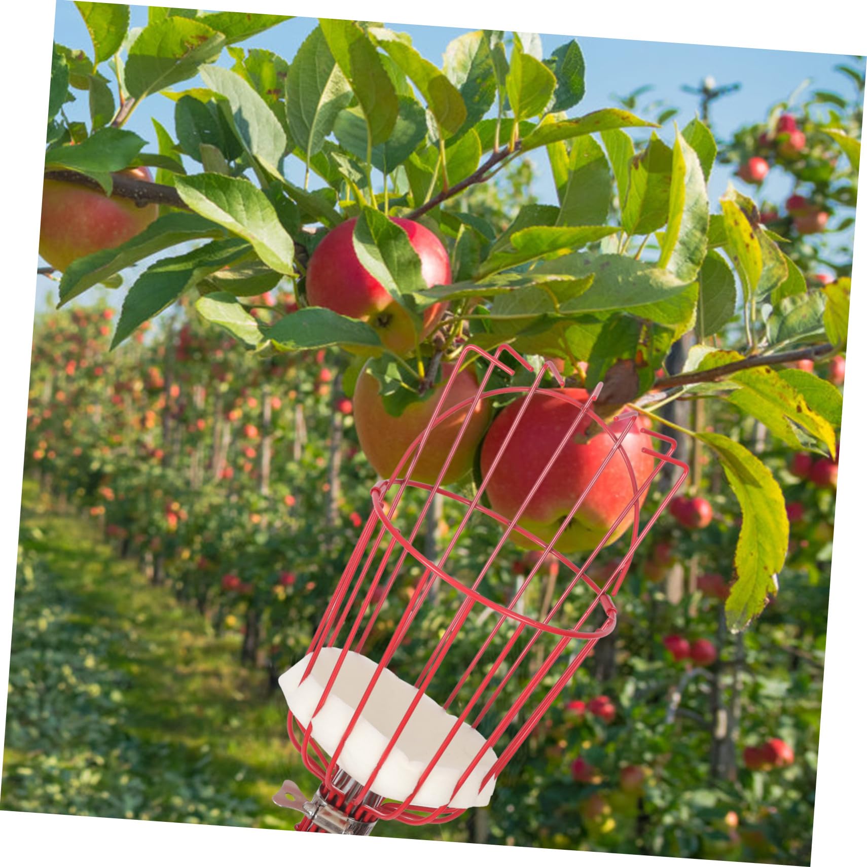Toddmomy Raccoglifrutta Attrezzo per Frutta Dispositivo di Raccolta della Frutta Asta in Acciaio Inox Raccoglifrutta Portatile Sezioni Rosso Argento