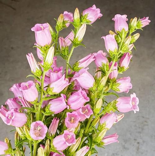 Miniatura 3 de CHUXAY GARDEN Campanula Medium 'Champion Pink', semillas de campanas de Canterbury 200 semillas de plantas de floración anual, excelente adición al