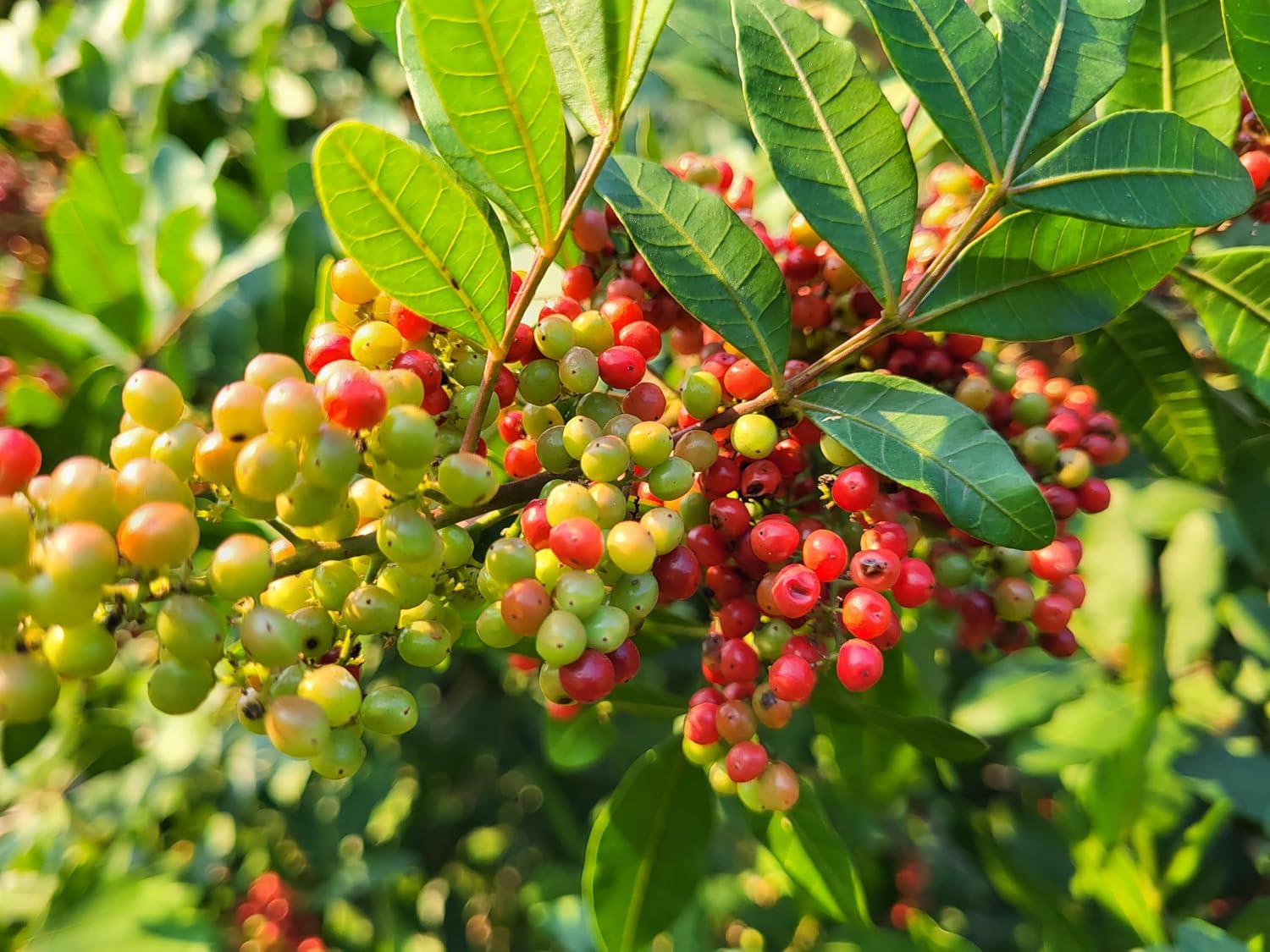DeVos Organic Farms Pink Peppercorns image 5