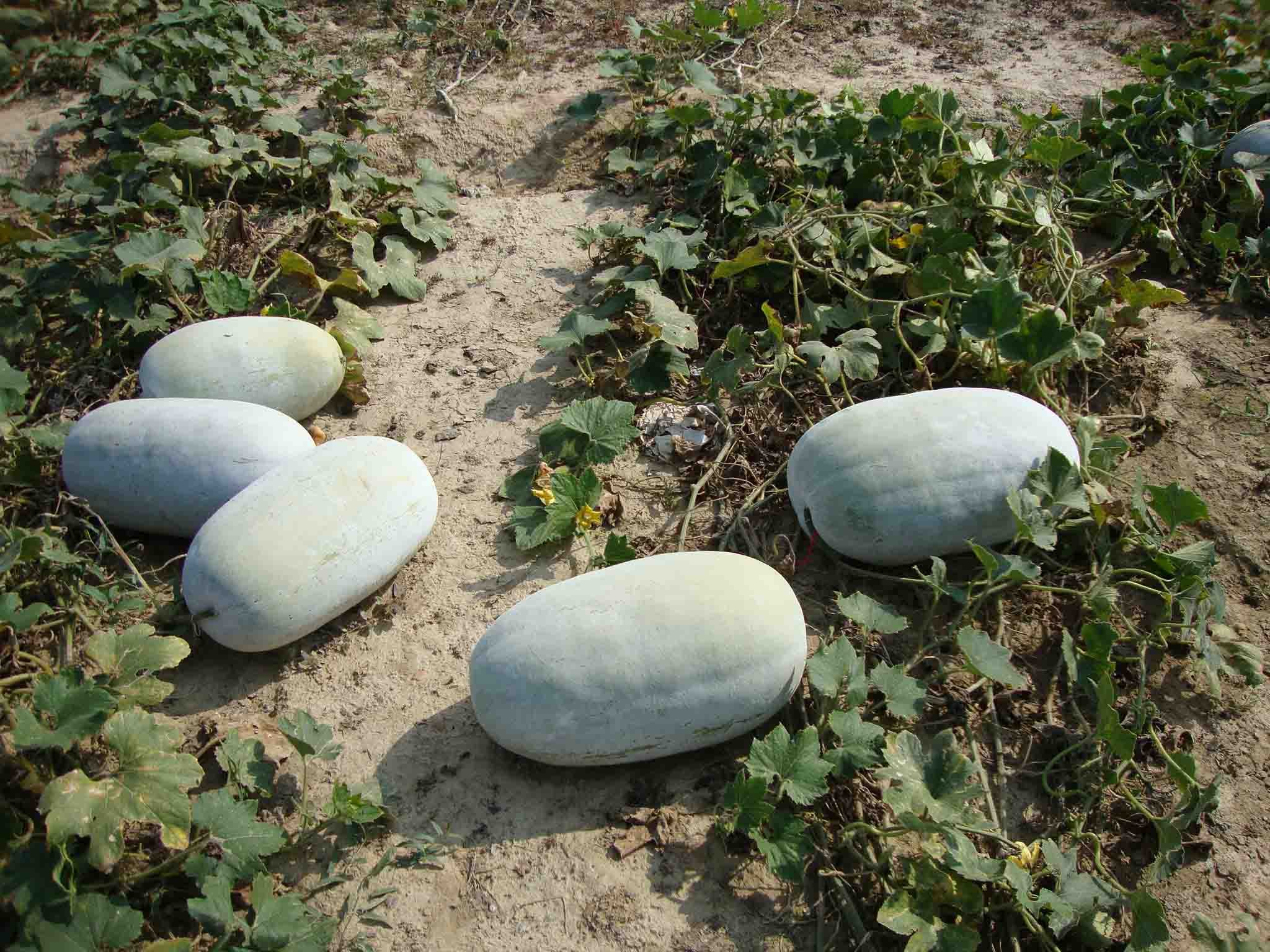 Creative Farmer Vegetable Seeds : Vegetable Seeds : Ash Gourd Hybrid Seeds - Kumbalanga,Petha Seeds For Planting-20 Seeds (B01M8G7QDI) Amazon Price History, Amazon Price Tracker