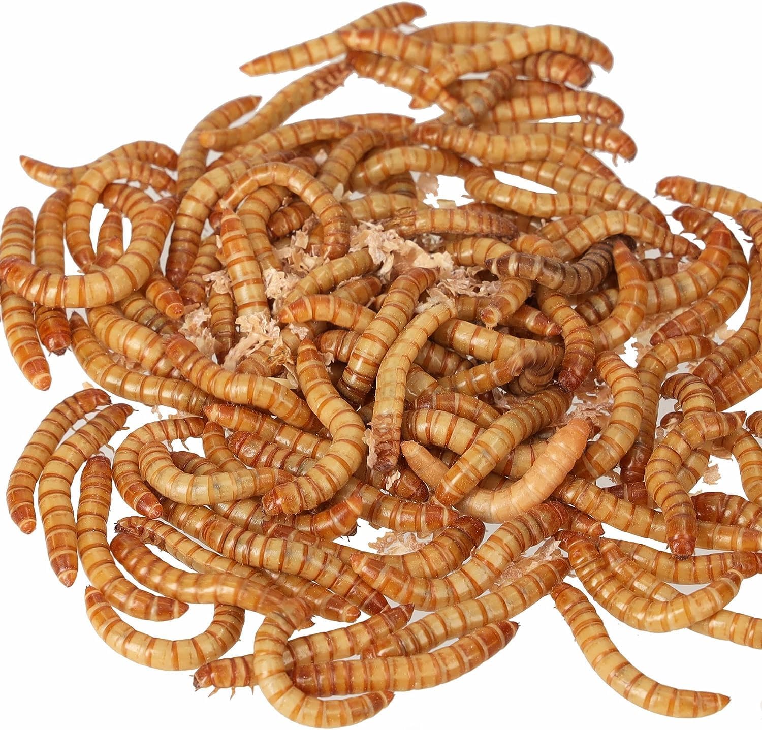 DSPetSupplies Live Giant Mealworms 500g Bulk Bag Reptile Live Food