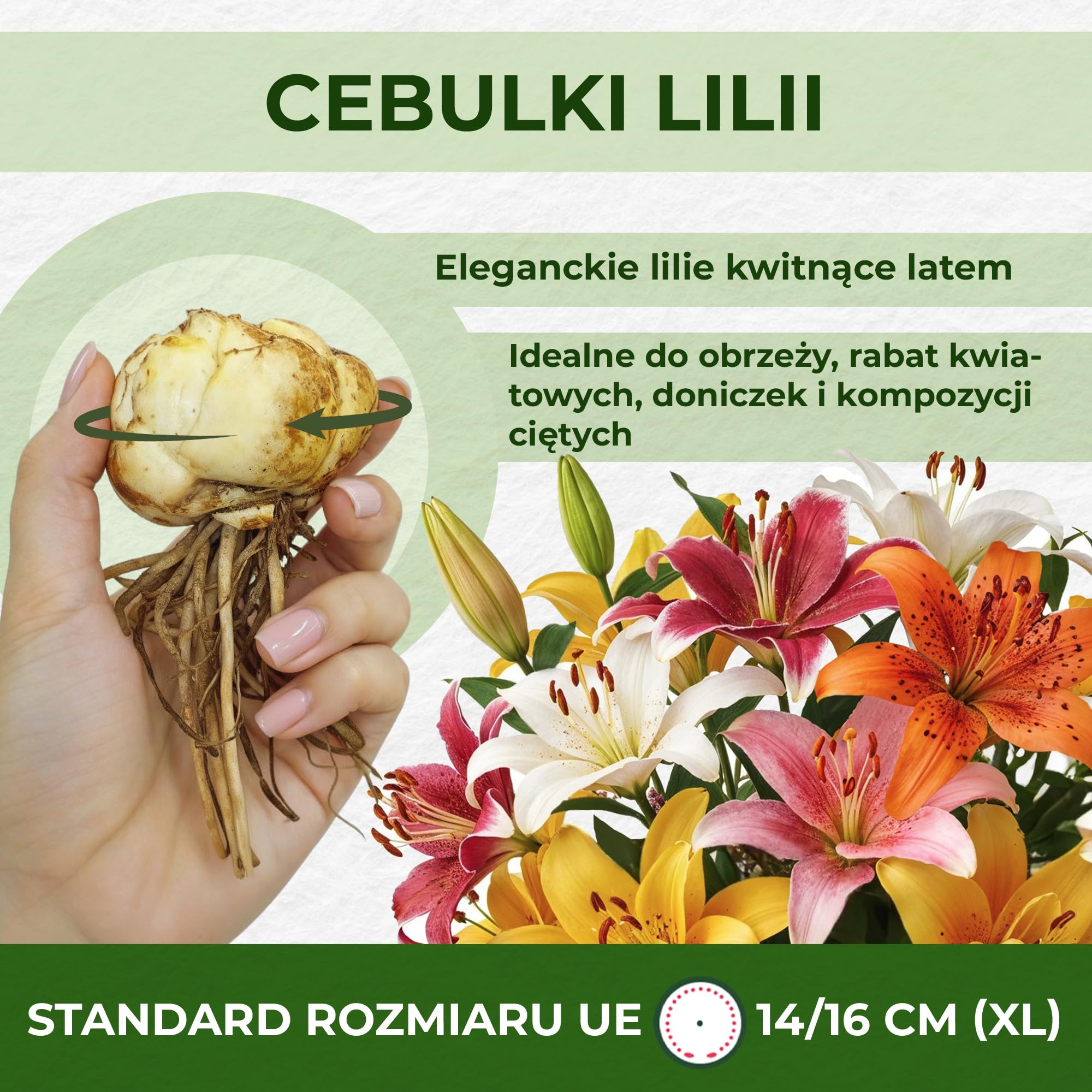 Budżetowa kolekcja cebul lilii, co najmniej 10 odmian, mieszanka cebul wieloletnich i wytrzymałych, mieszanka z Holandii do ogrodu i doniczek
