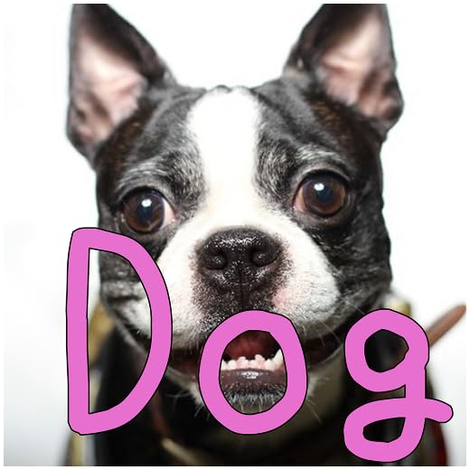 Dog breed Quiz