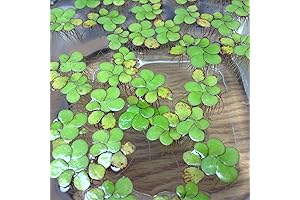 20+ Giant Duckweed, Spirodela polyrhiza: Thriving Pond Oasis