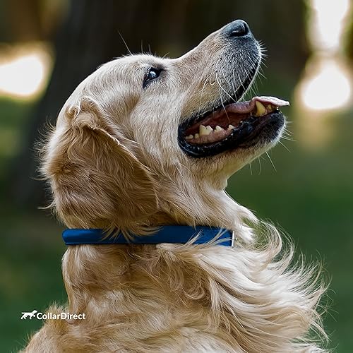 Miniatura 7 de Collar para perro de cuero enrollado CollarDirect, collar para cachorro redondo de acolchado suave, collar de cuero auténtico hecho a mano para