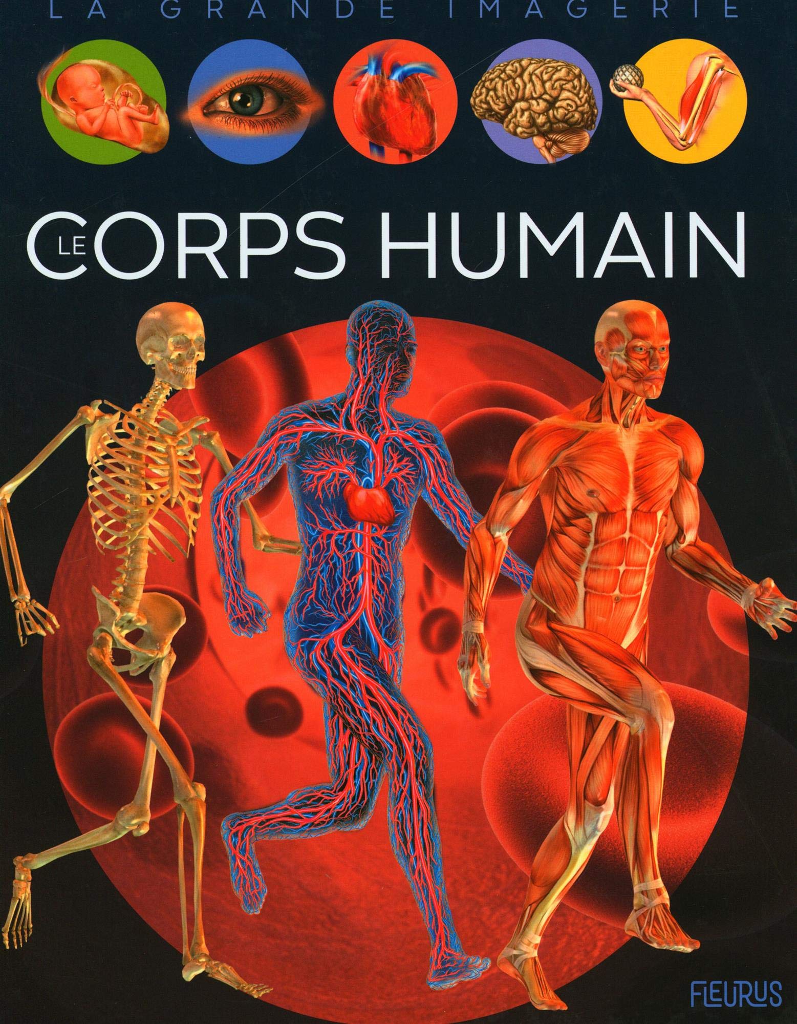 Le corps humain