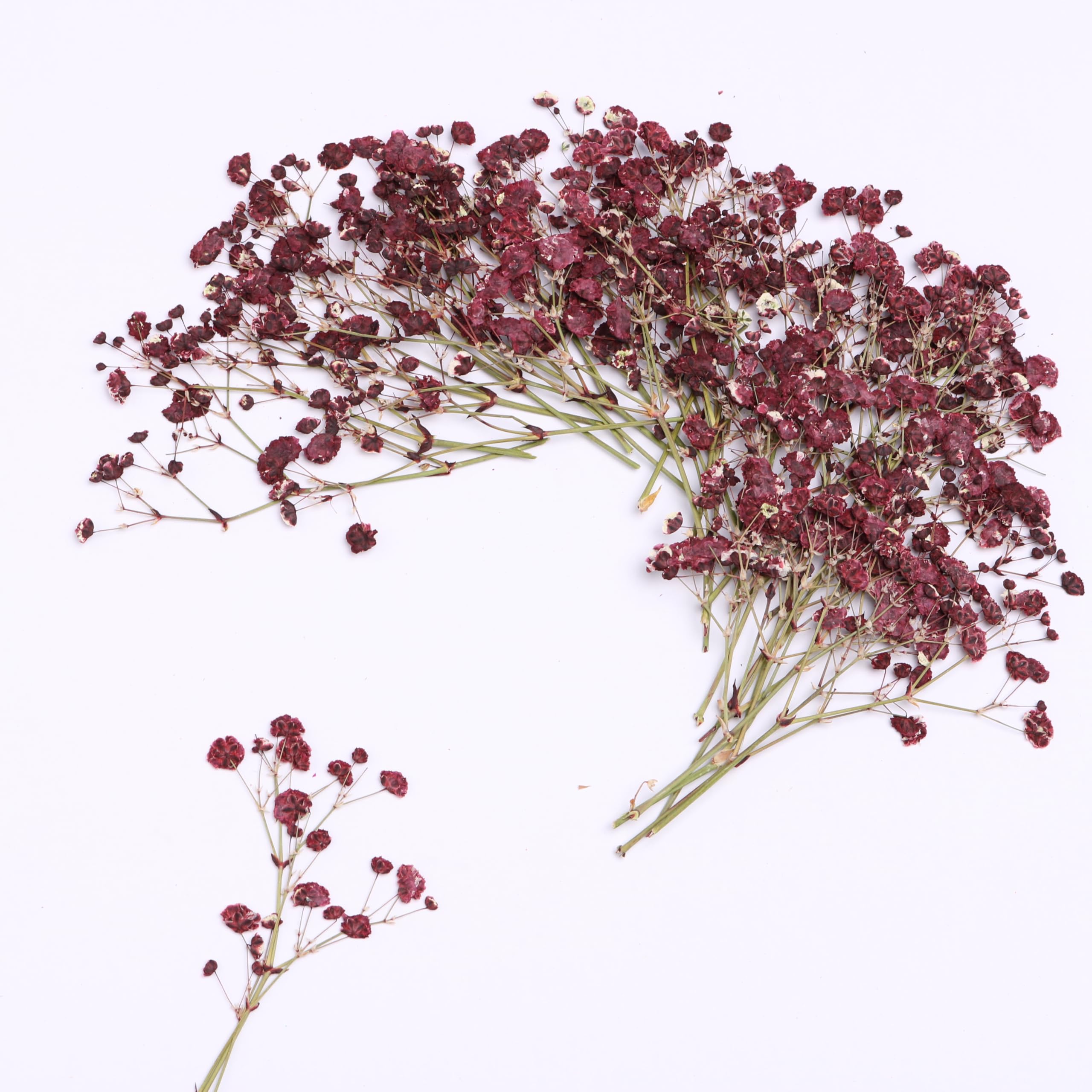 30 fiori secchi pressati rossi scuri. Mini esemplare essiccato sottovuoto + 1 pinzetta, per arte in resina, fai da te, biglietti di nozze, decorazioni per feste in casa.
