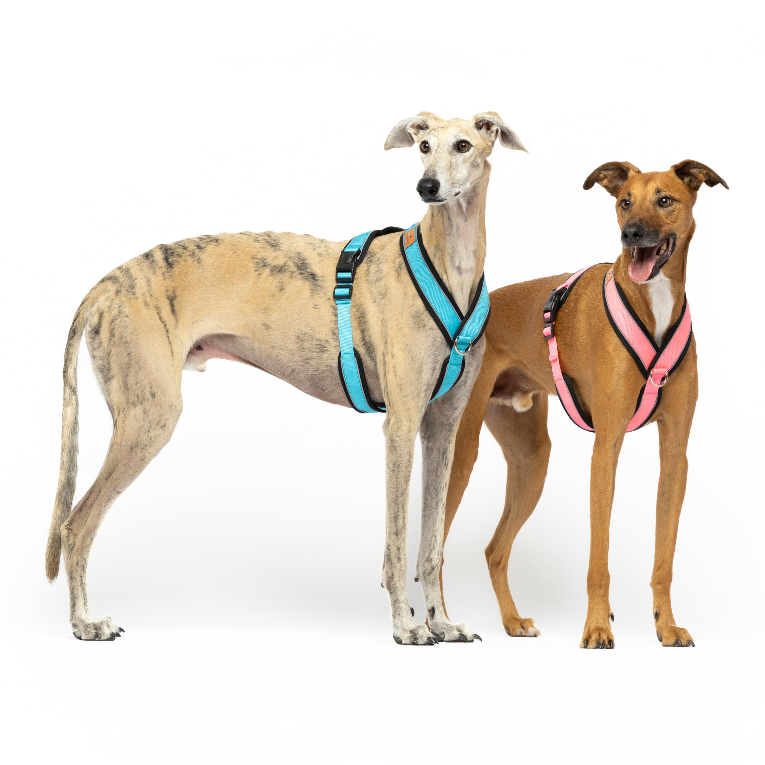 Arnés Reflectante Anti-Tirones en Forma "Y"- Ideal para Lebreles: Galgo Italiano, Whippet, Galgo, Podenco - Seguro, Transpirable y Duradero - Perfecto para Caminar, Entrenar y Correr - CELESTE, XXL