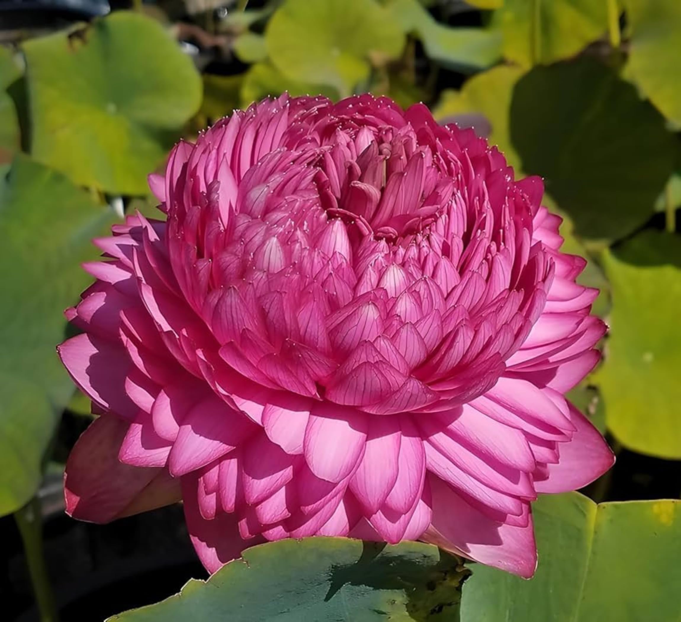 Red Lotus Plant - Blooms in 30 Days! -21